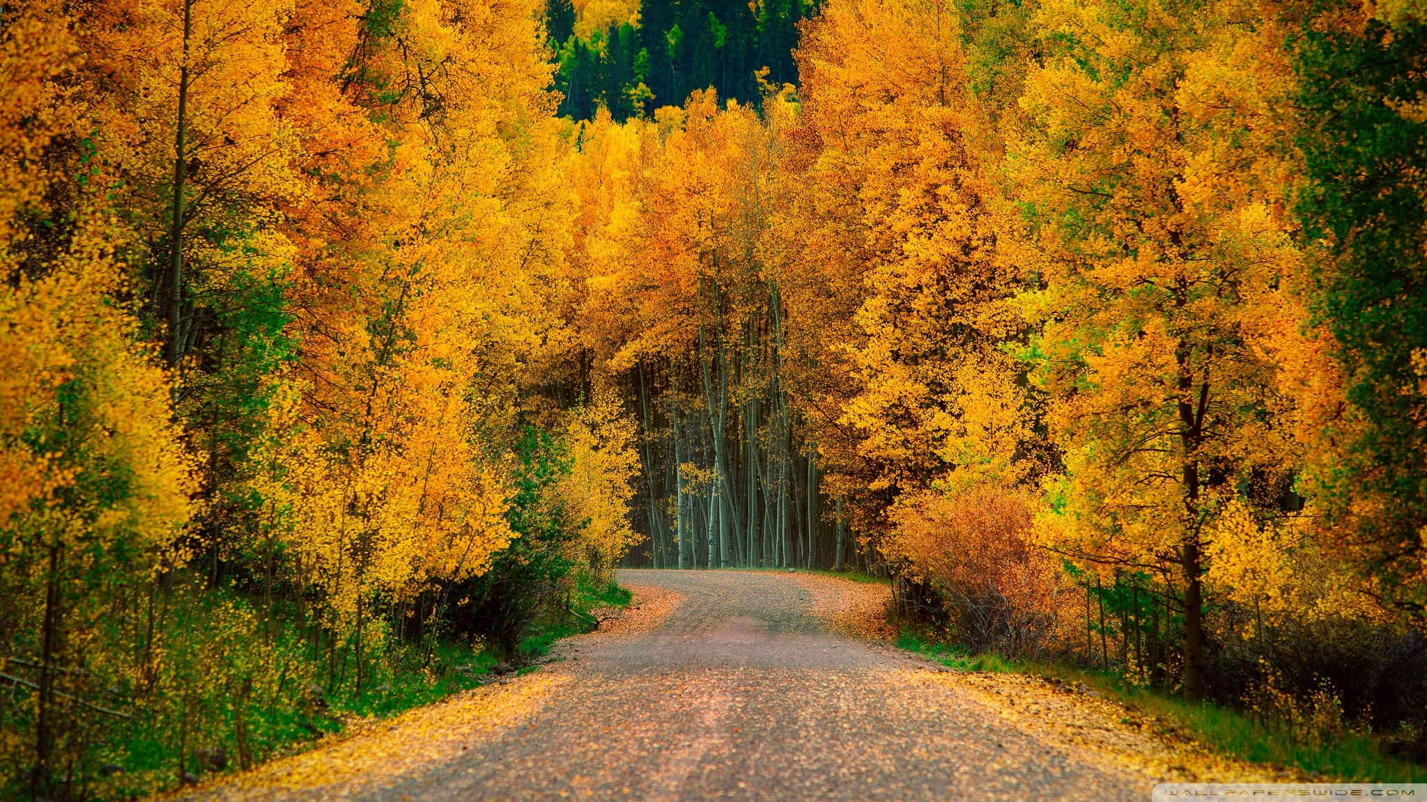 2050x1160 Aspen Trees in Fall ❤ 4K HD Desktop Wallpaper for 4K Ultra, Desktop