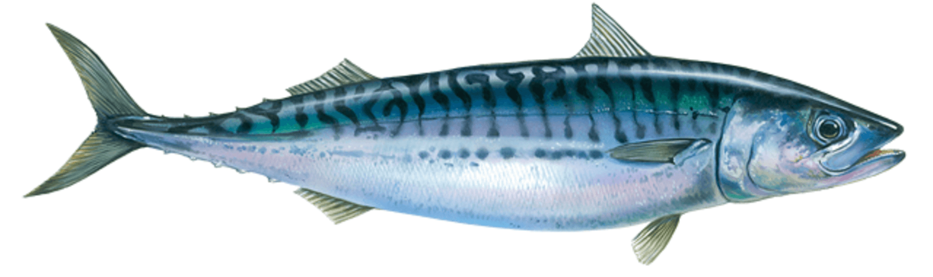 1920x570 Art illustration & Seas Mackerel, Dual Screen