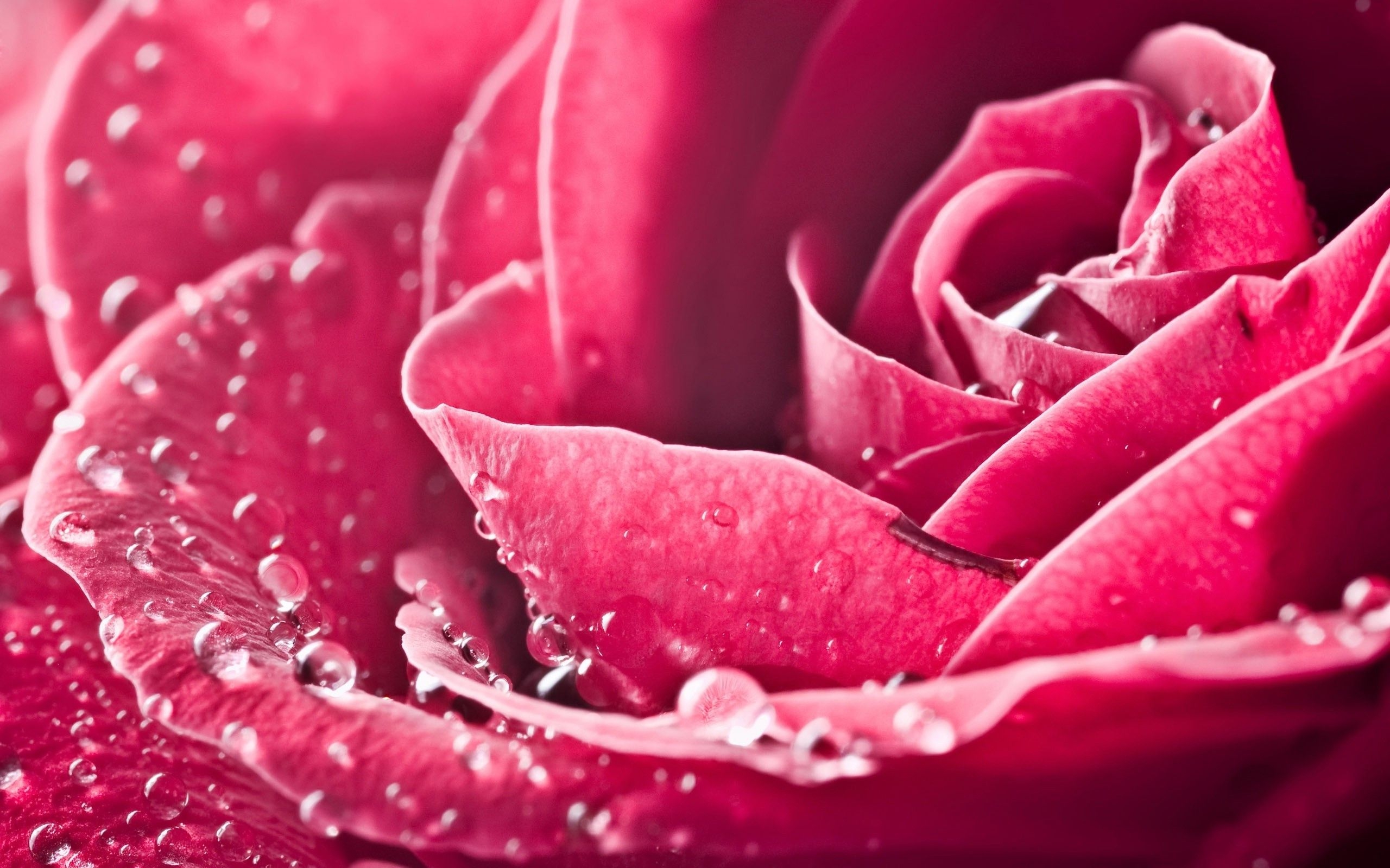 2560x1600 HD Pink Roses Wallpaper, Desktop