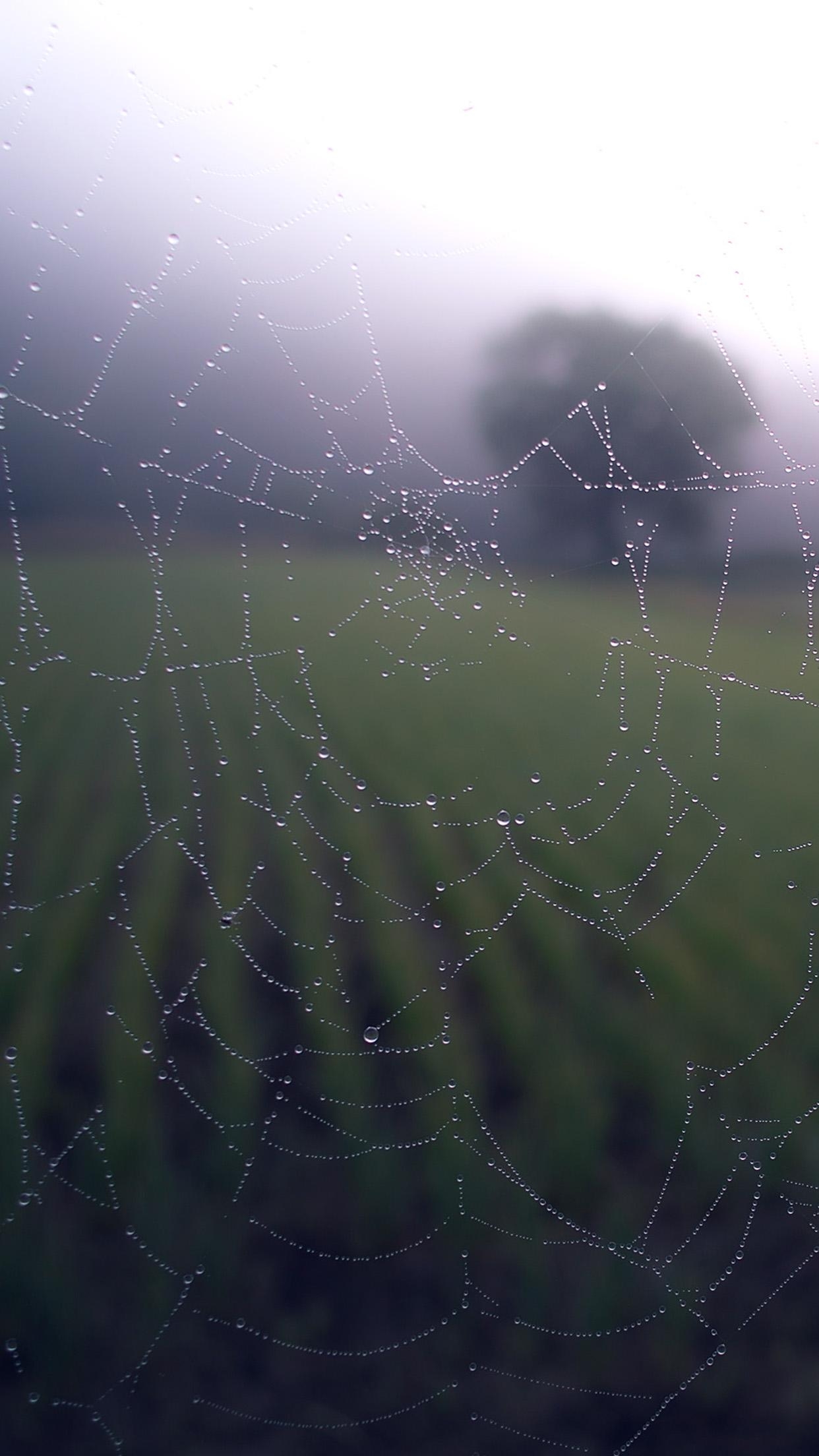 1250x2210 Morning Dew Spider Web Rain Water Nature Android wallpaper, Phone