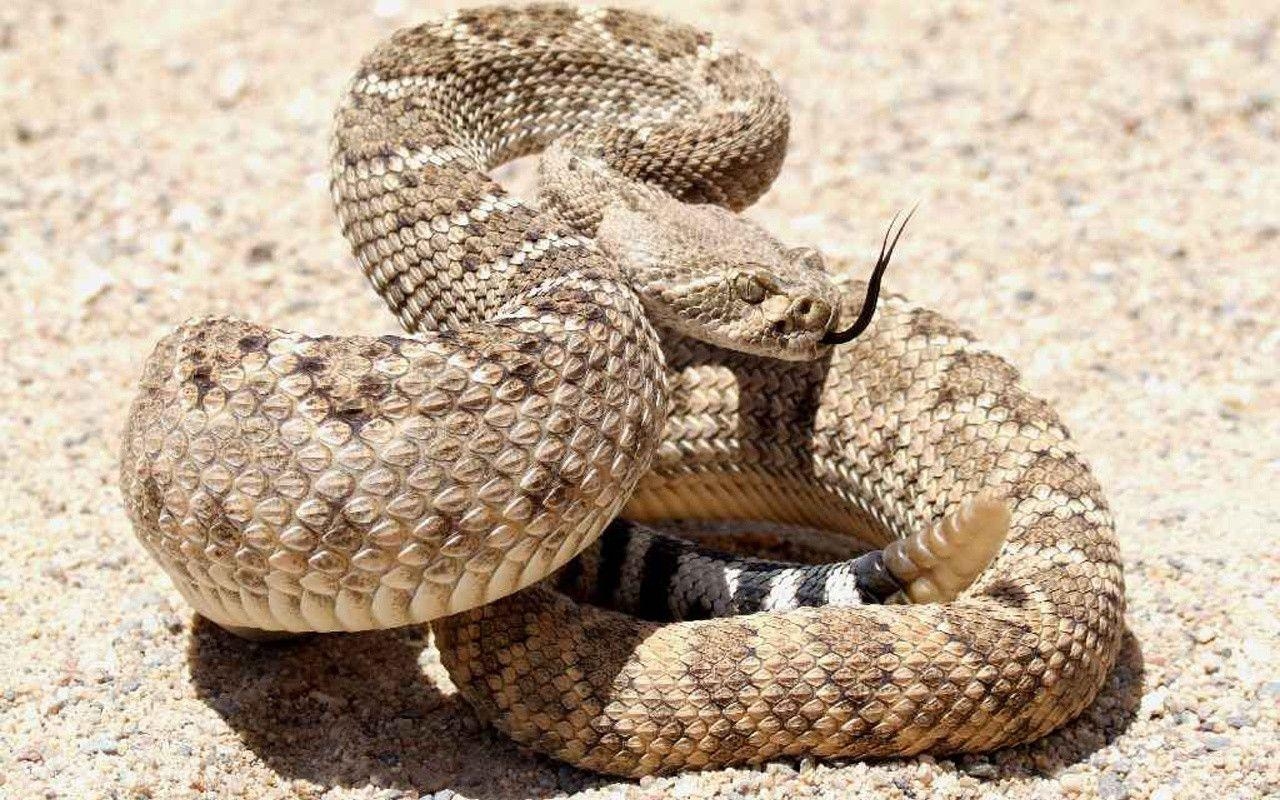 1280x800 Rattle Snake Wallpaper. Rattle Snake Background, Desktop