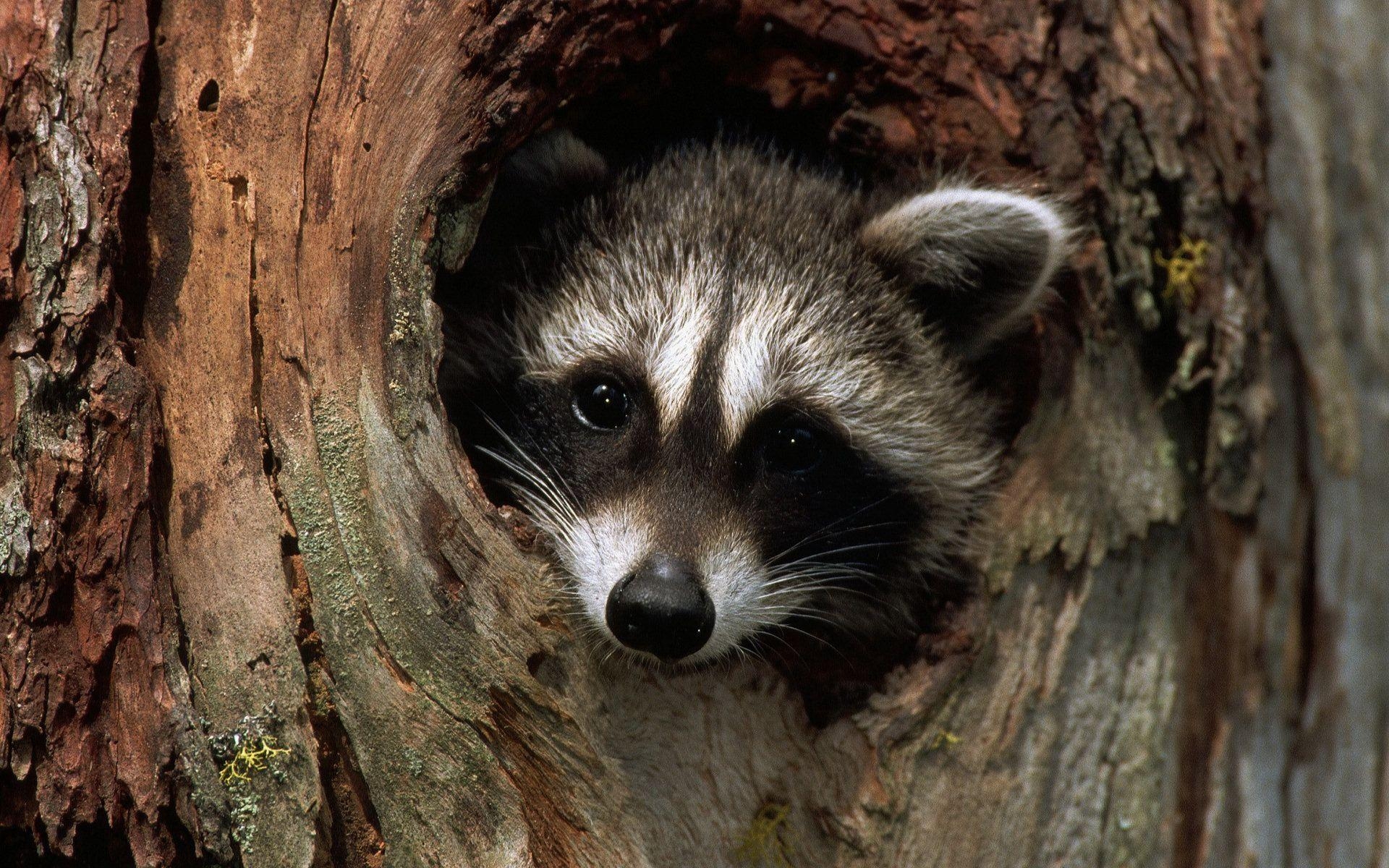 1920x1200 HD Raccoon Wallpaper, Desktop