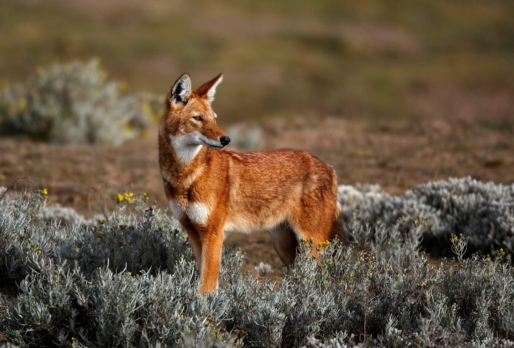 1780x1200 Ethiopian wolf, or Simien jackal. Although related to wolves, Desktop