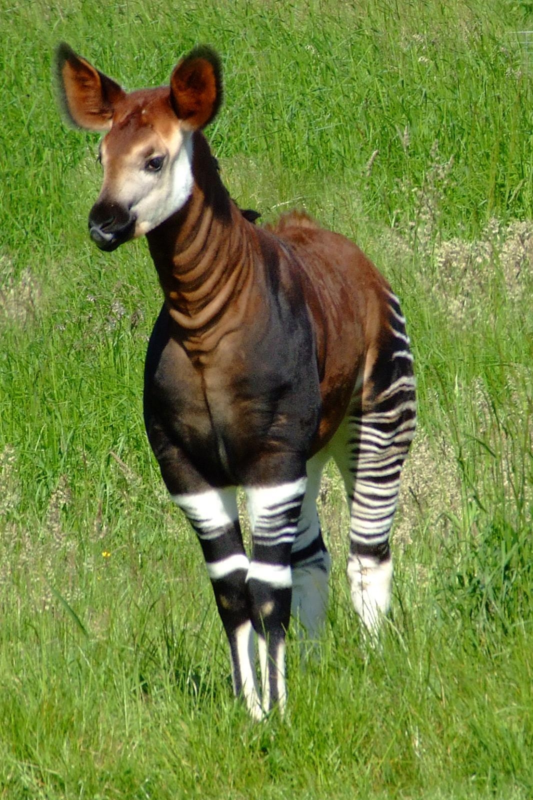 1070x1600 Okapi Facts, Habitat, Diet, Predators, Adaptations, Picture, Phone