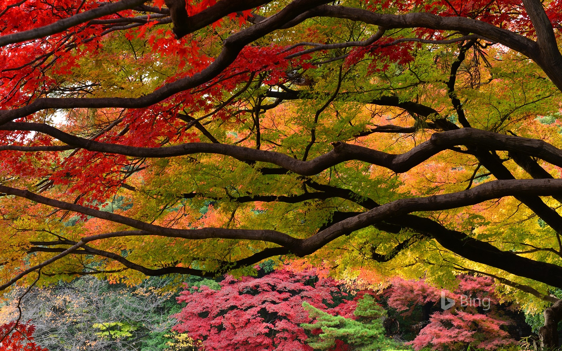 1920x1200 Autumn Color In Shinjuku Gyoen Garden, Tokyo © Photo From Japan, Desktop