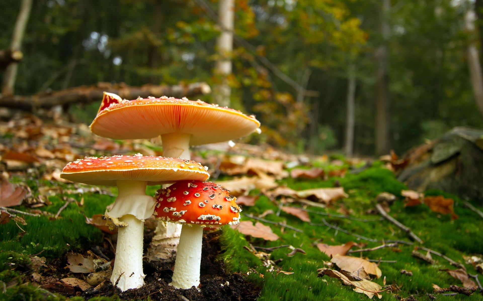 1920x1200 Excellent HD Mushroom Wallpaper, Desktop