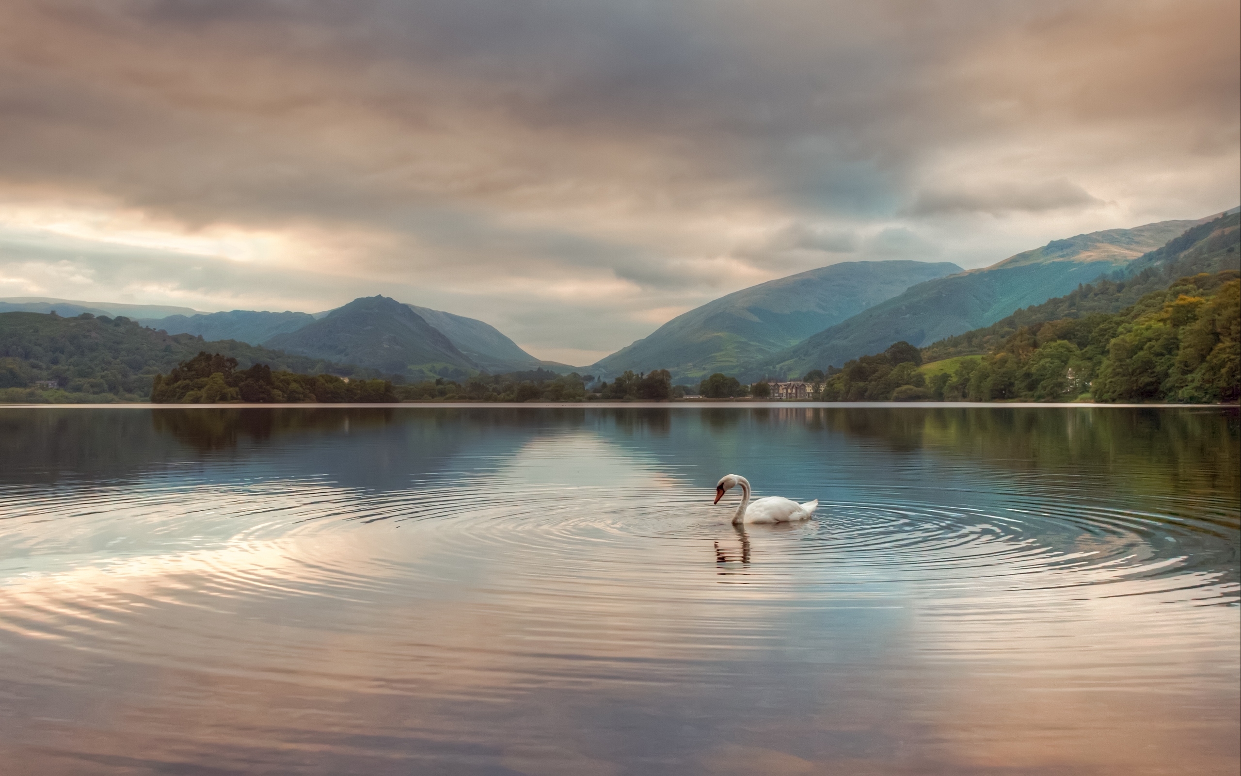 2560x1600 Download wallpaper  swan, lake, mountains, clouds, Desktop