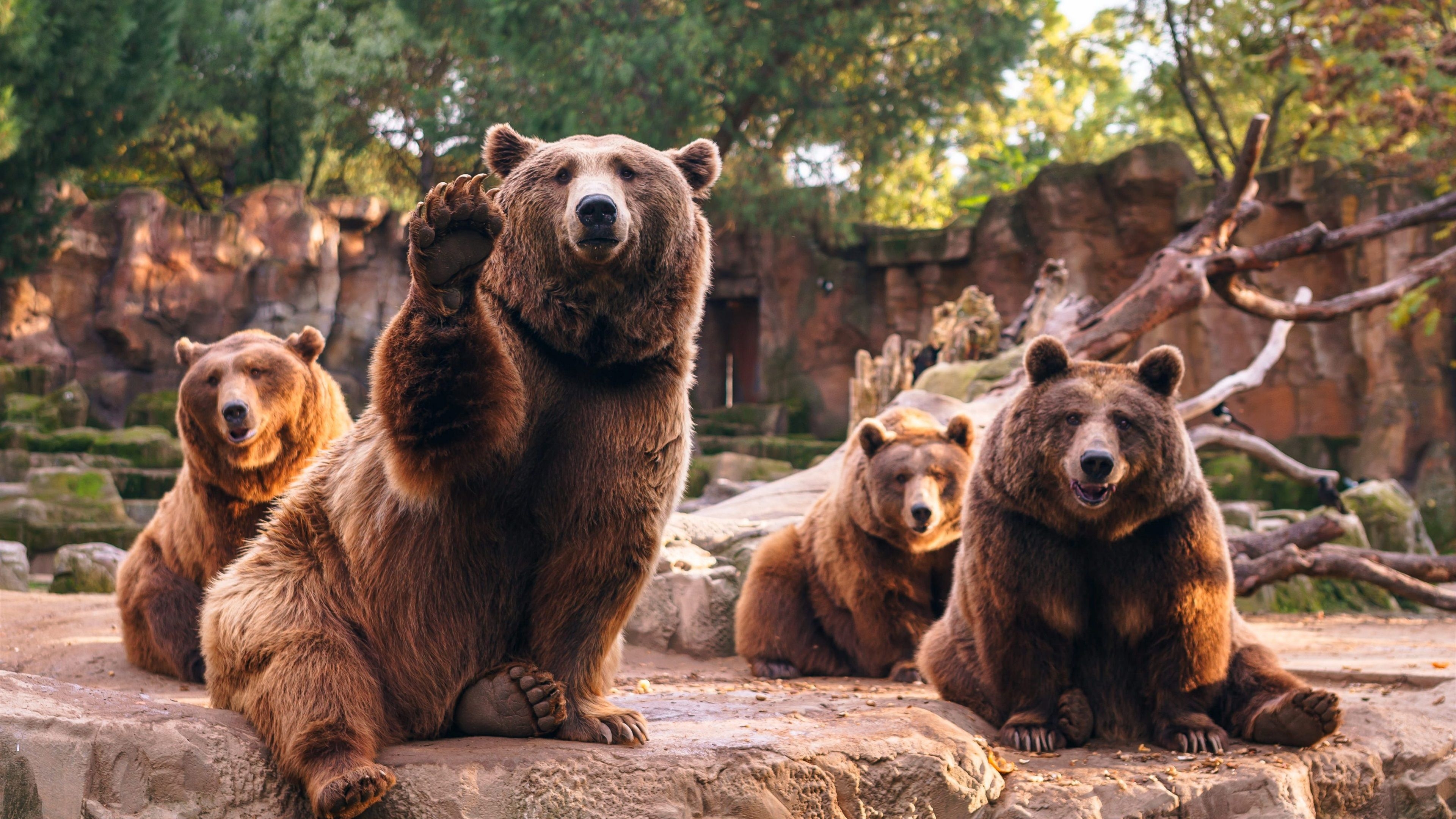 3840x2160 Wallpaper Four brown bears, stones  UHD 4K Picture, Image, Desktop