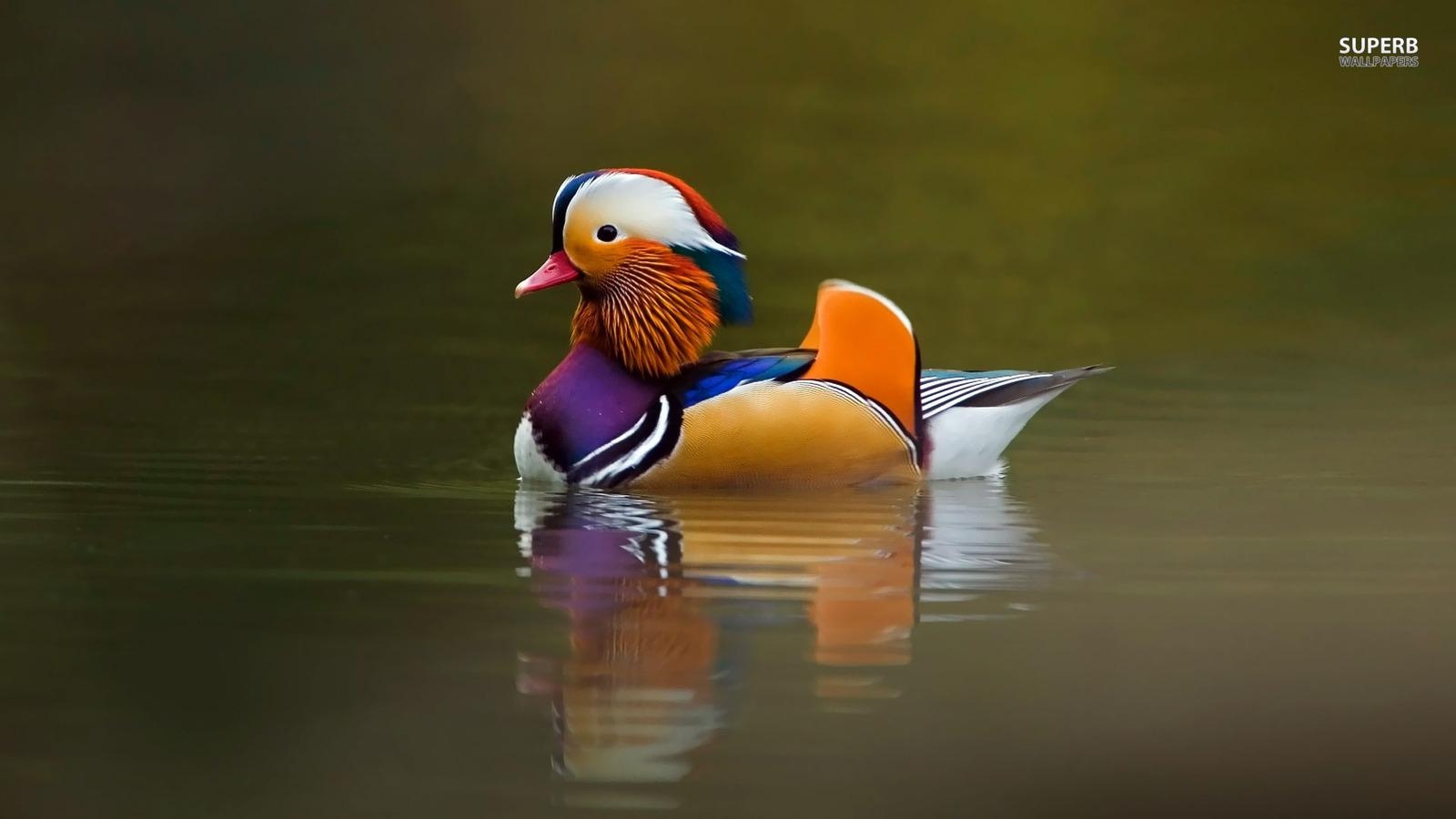 1600x900 Mandarin Duck, Desktop