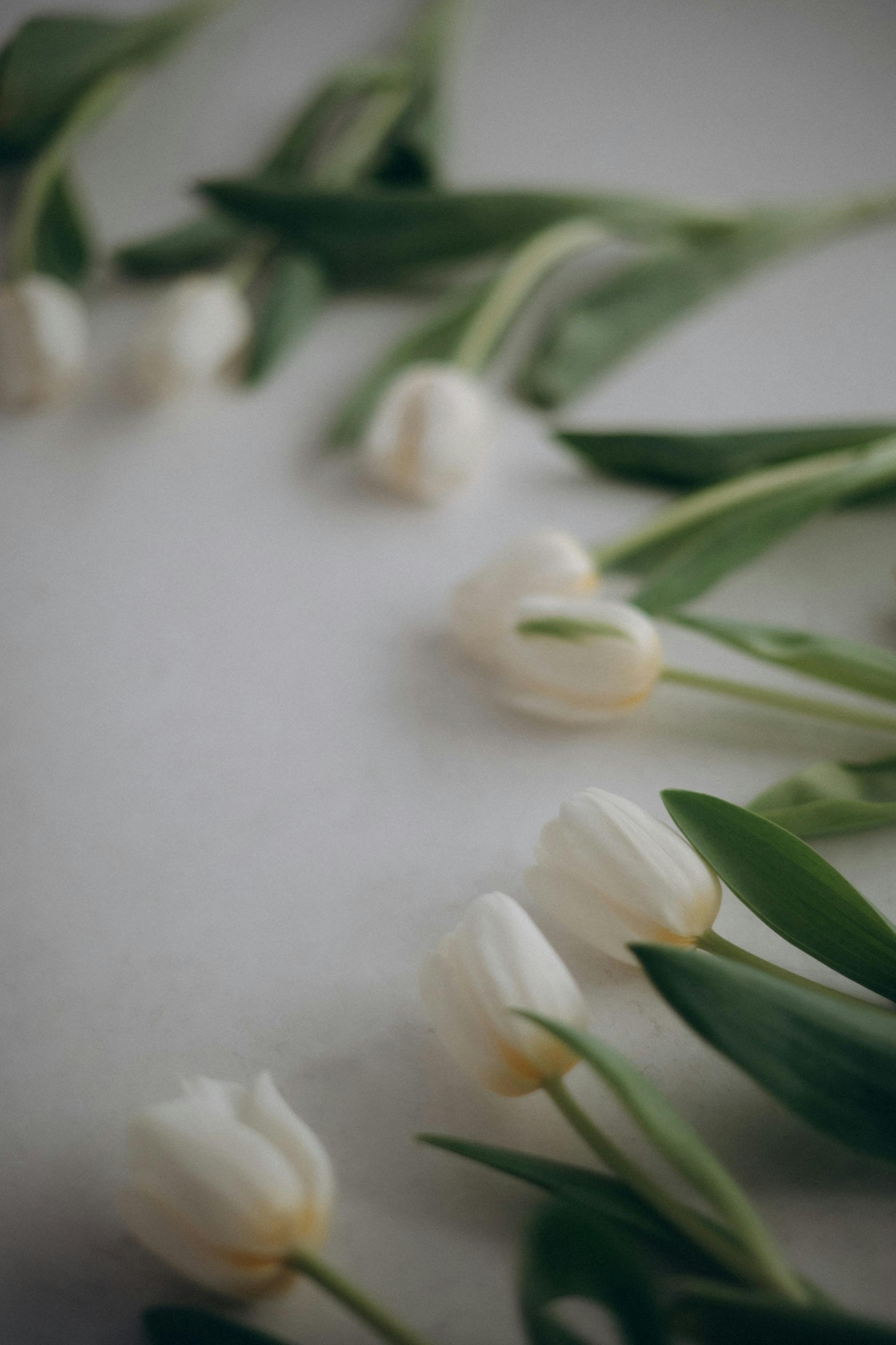 2020x3030 Close Up Of White Tulips · Free, Phone