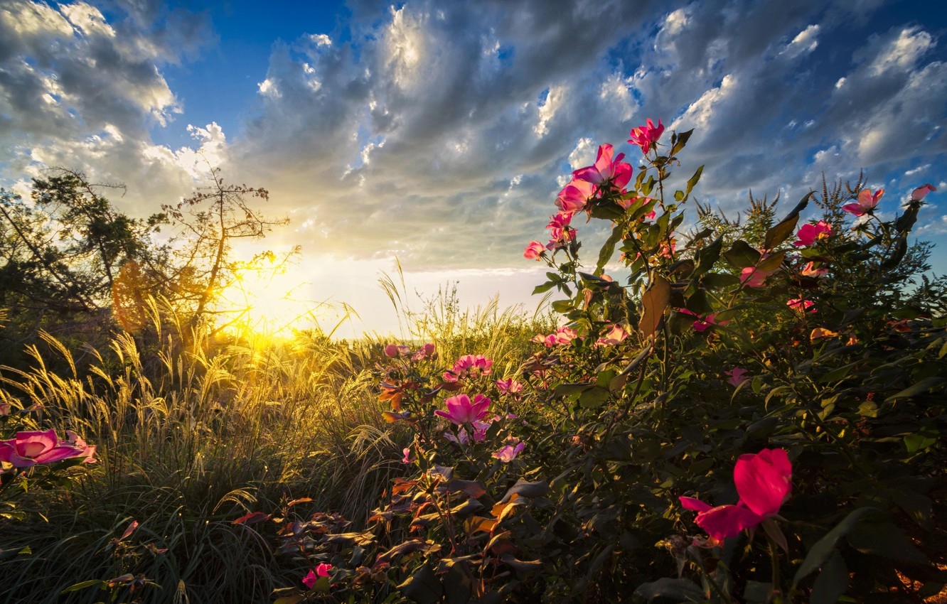 1340x850 Wallpaper grass, field, nature, flowers, sunrise image for desktop, section природа, Desktop