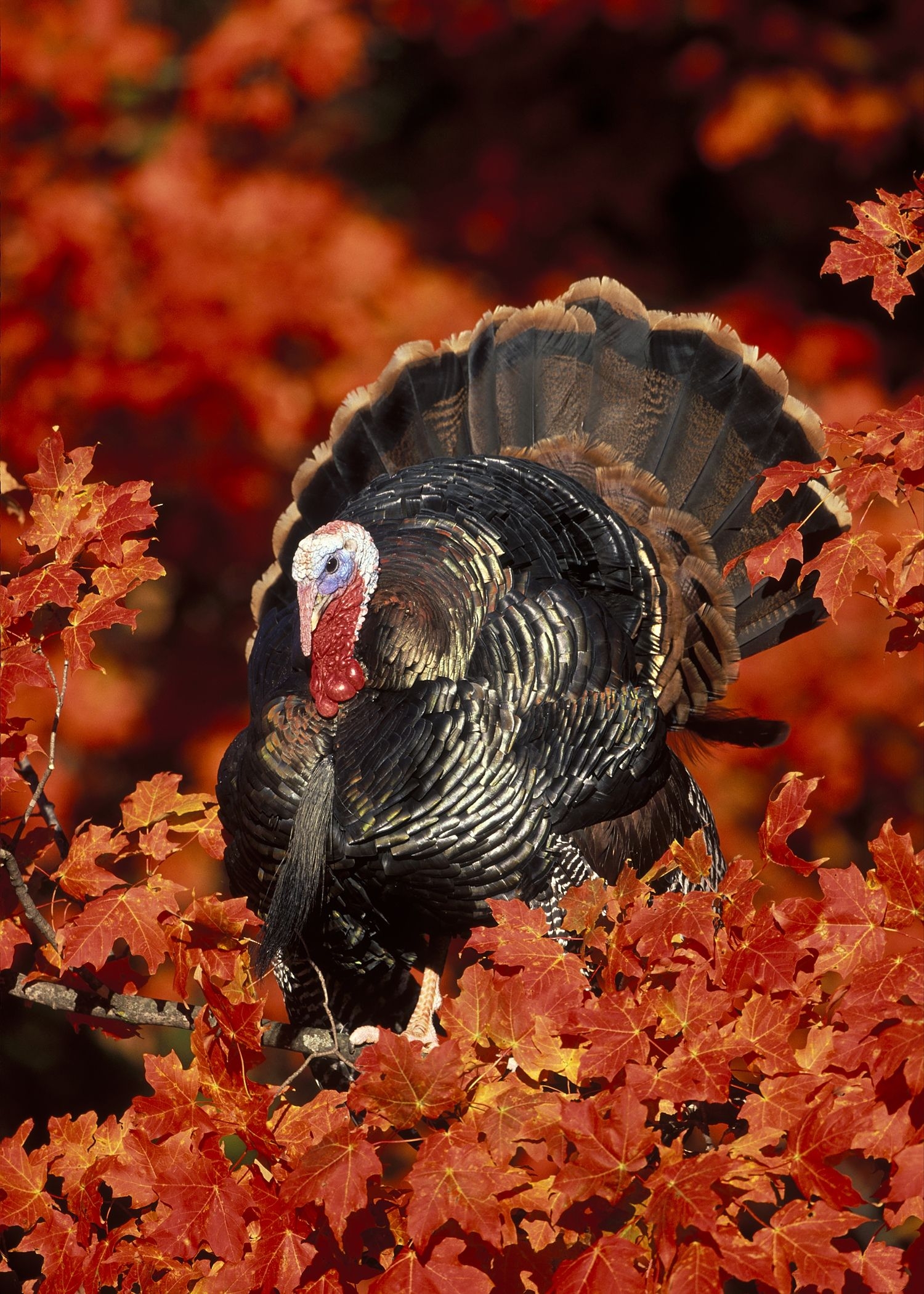 1500x2100 Wild Turkey Desktop Background, Phone