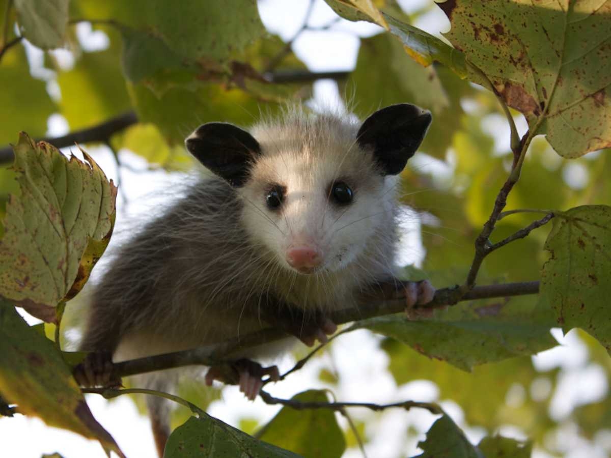 1200x900 Picture Of Opossum Full HD Pics Wallpaper Facts Removal Control, Desktop