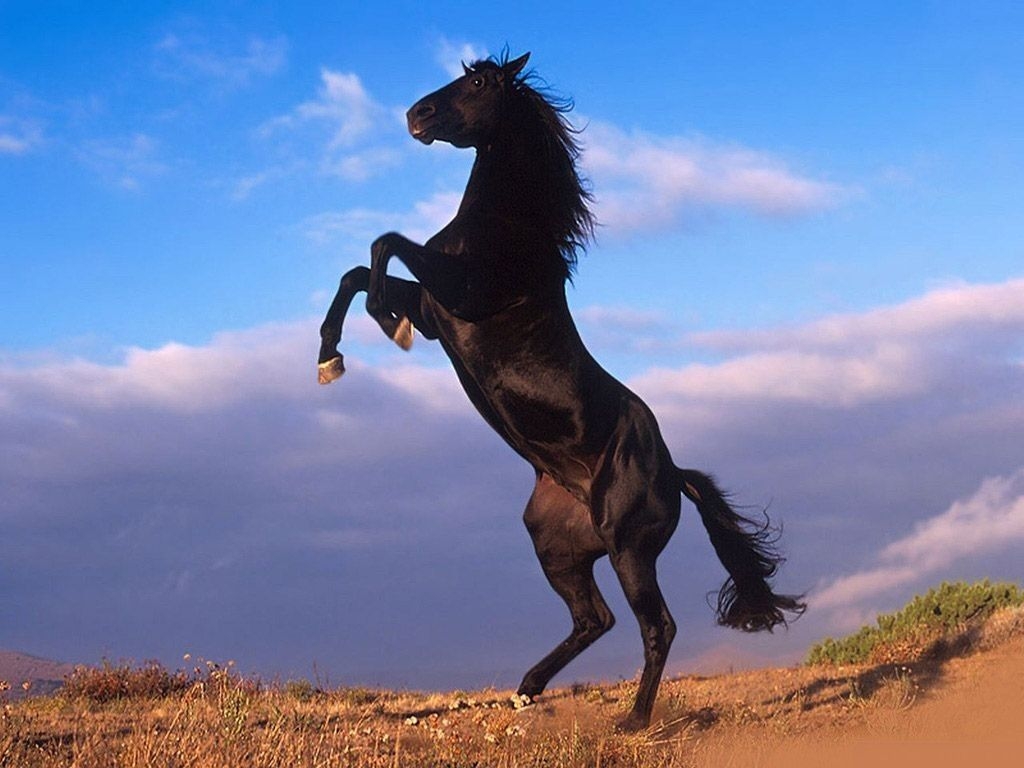 1030x770 Free download Animals Zoo Park Black Horses Black Horse Wallpaper, Desktop