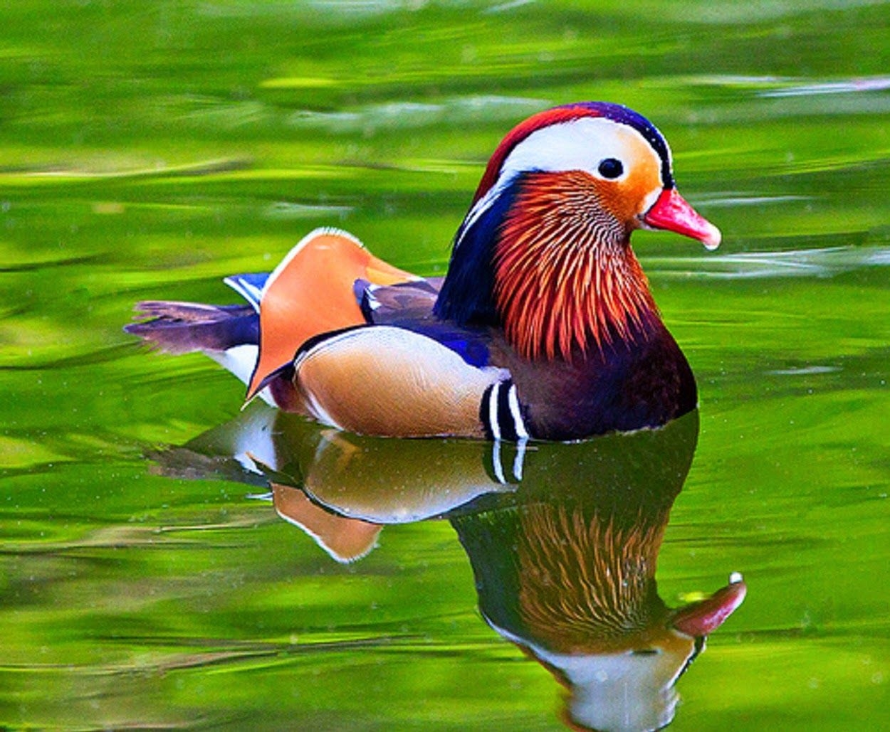 1250x1030 Very Cute Mandarin Duck Wallpaper Free Download Duck HD, Desktop