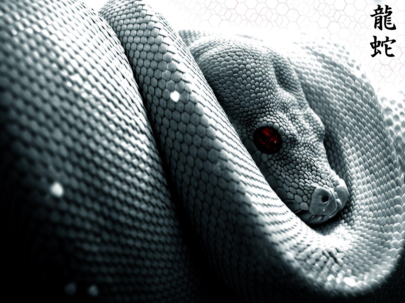 1600x1200 snake scales eyes HD wallpaper, Desktop