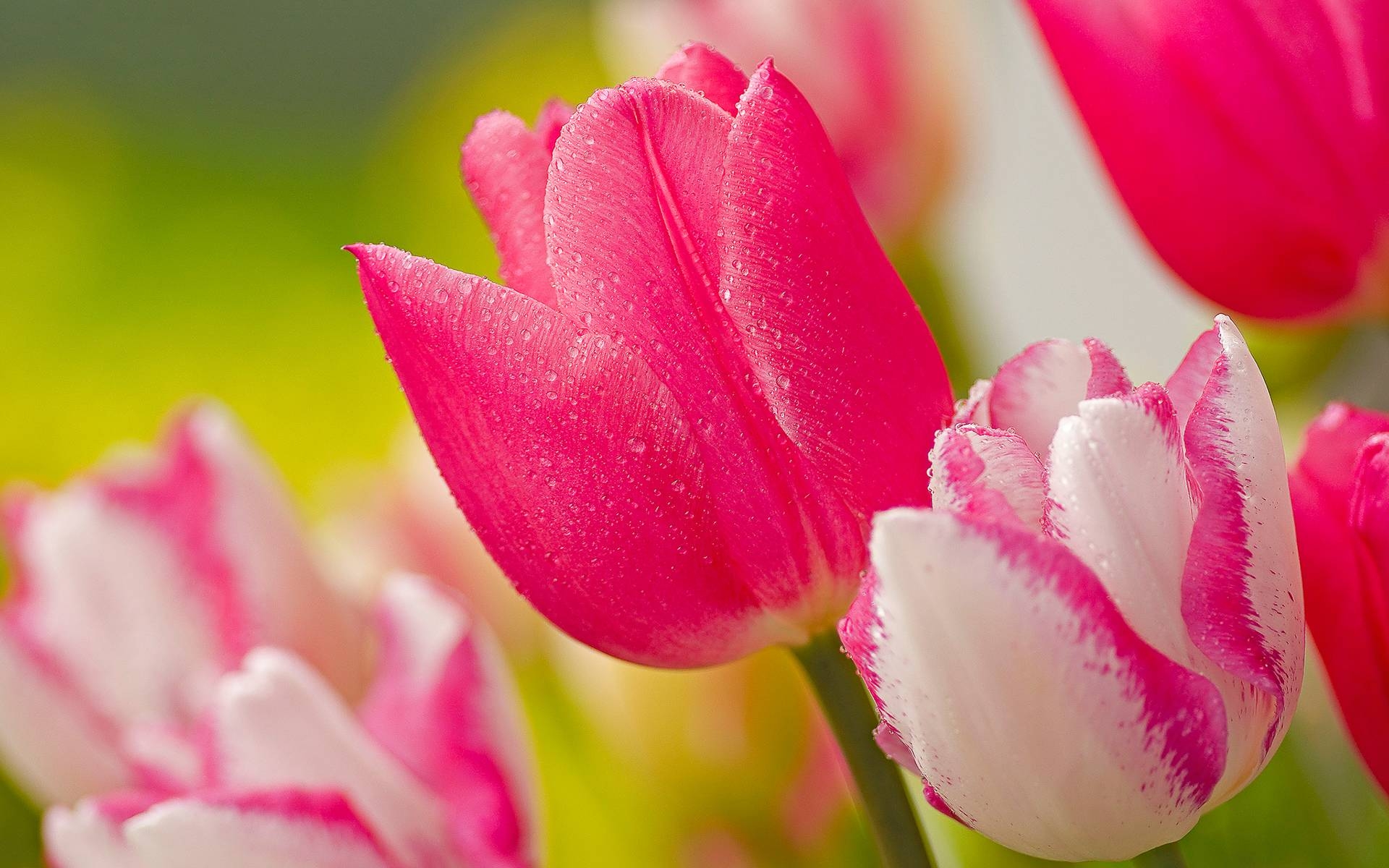 1920x1200 Pink tulips flower Wallpaper, Desktop