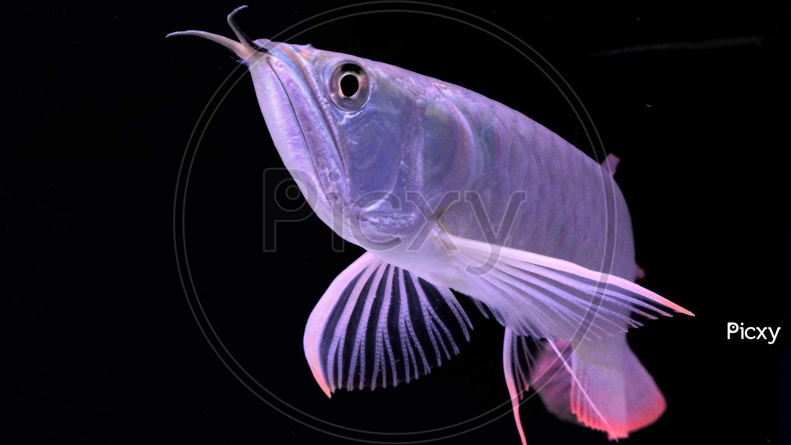 1600x900 Image Of A Close Up Of Silver Arowana Fish With Black Background AX281675 Picxy, Desktop