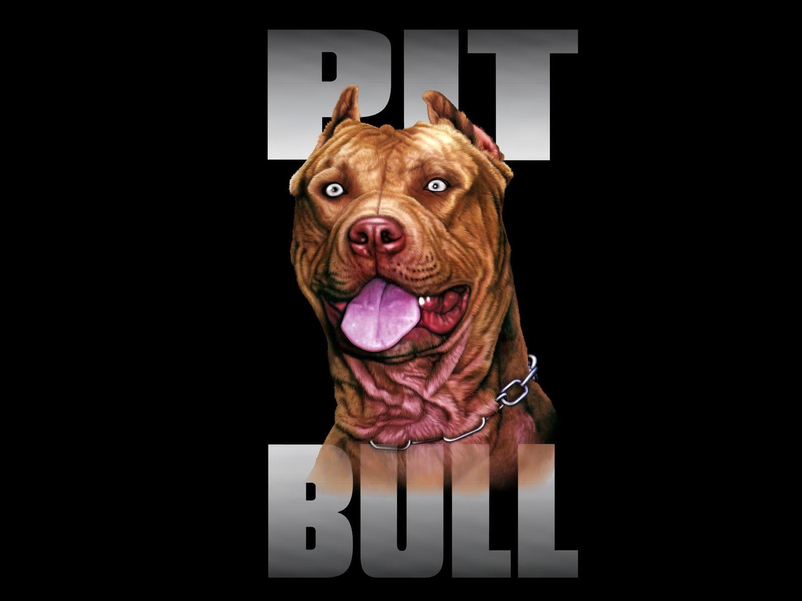 1600x1200 pit bull dog breed wallpaper, Desktop