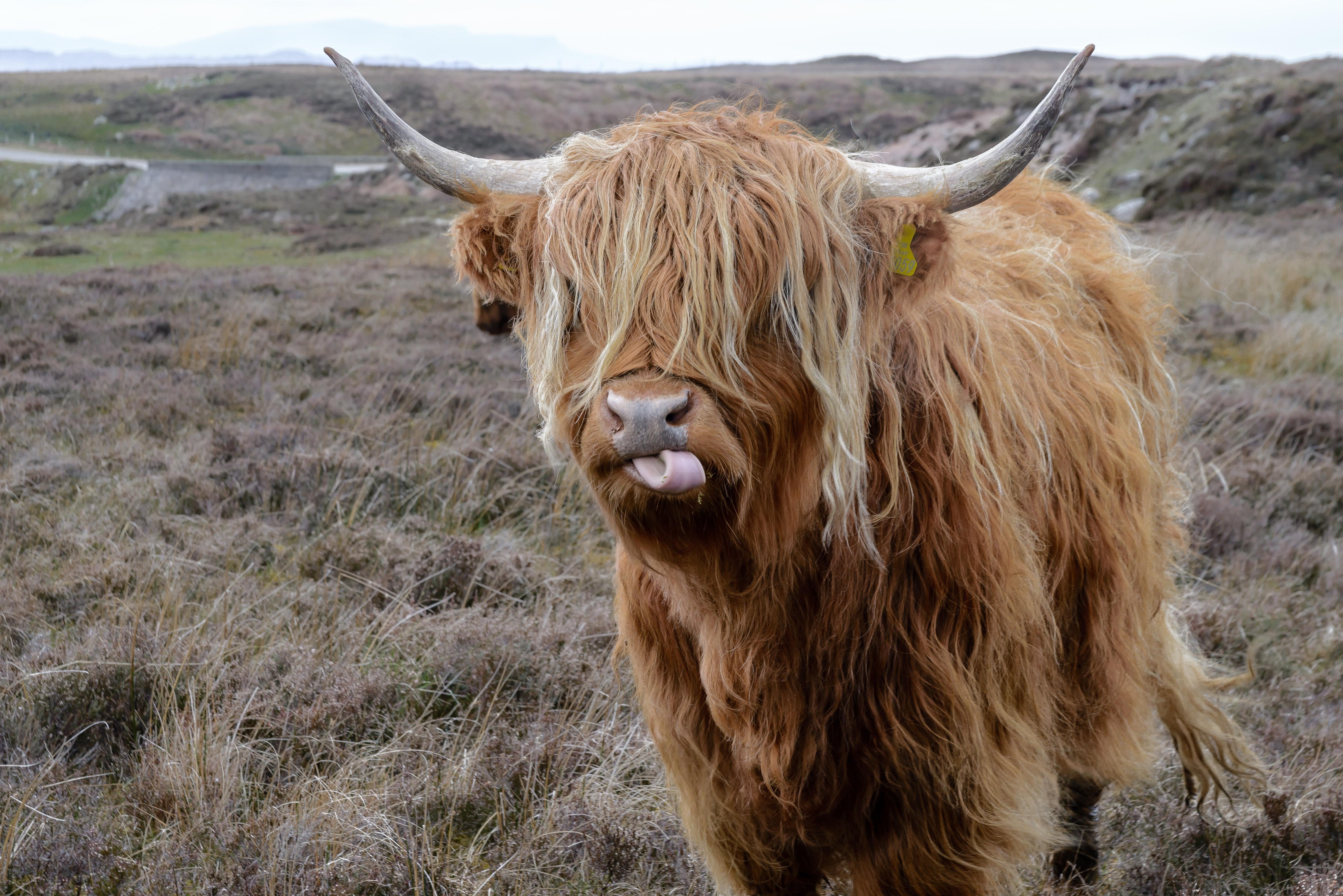 5430x3630 Brown Highland Cattle on Field of Grass · Free, Desktop