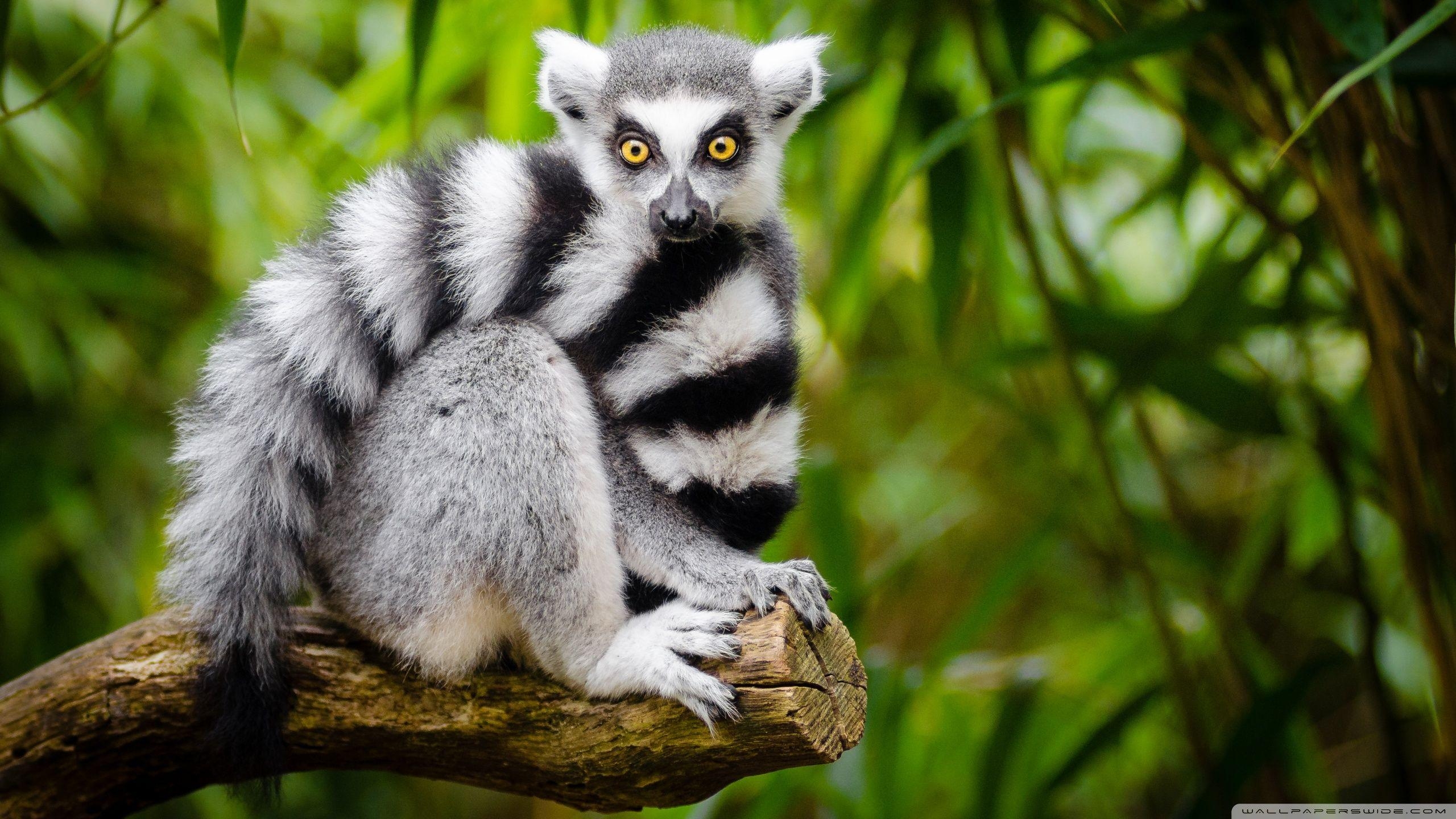 2560x1440 Ring Tailed Lemur ❤ 4K HD Desktop Wallpaper for 4K Ultra HD TV, Desktop