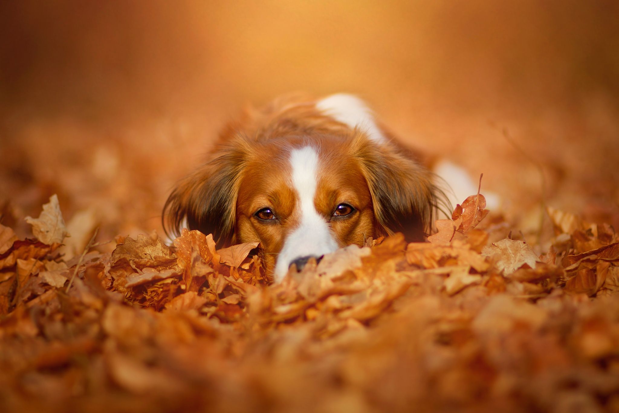 2050x1370 Autumn Pets Desktop Wallpaper Free Autumn Pets Desktop, Desktop