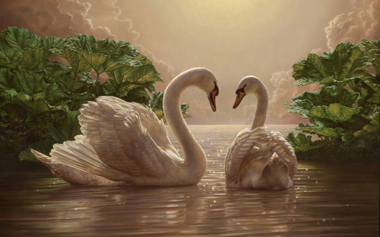 1440x900 Swans Wallpaper, 47 Swans Android Compatible Wallpaper, Desktop