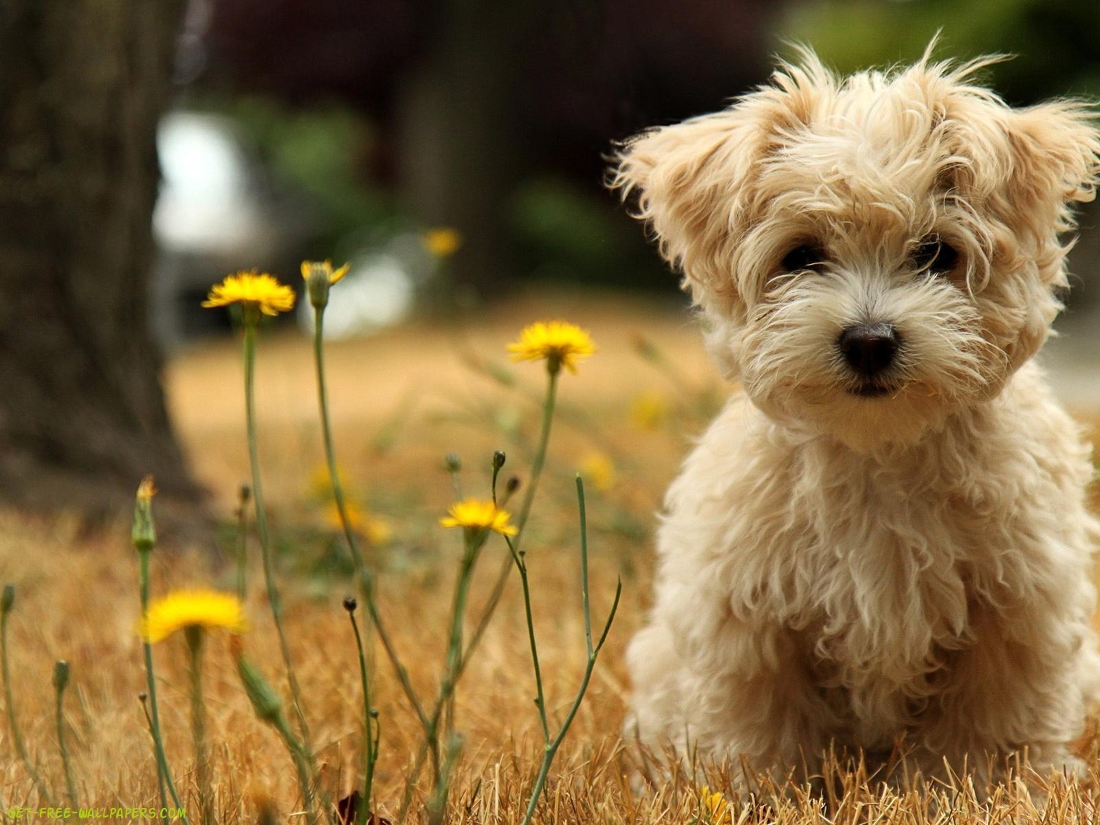 1600x1200 Puppy Wallpaper Wallpaper Inn, Desktop