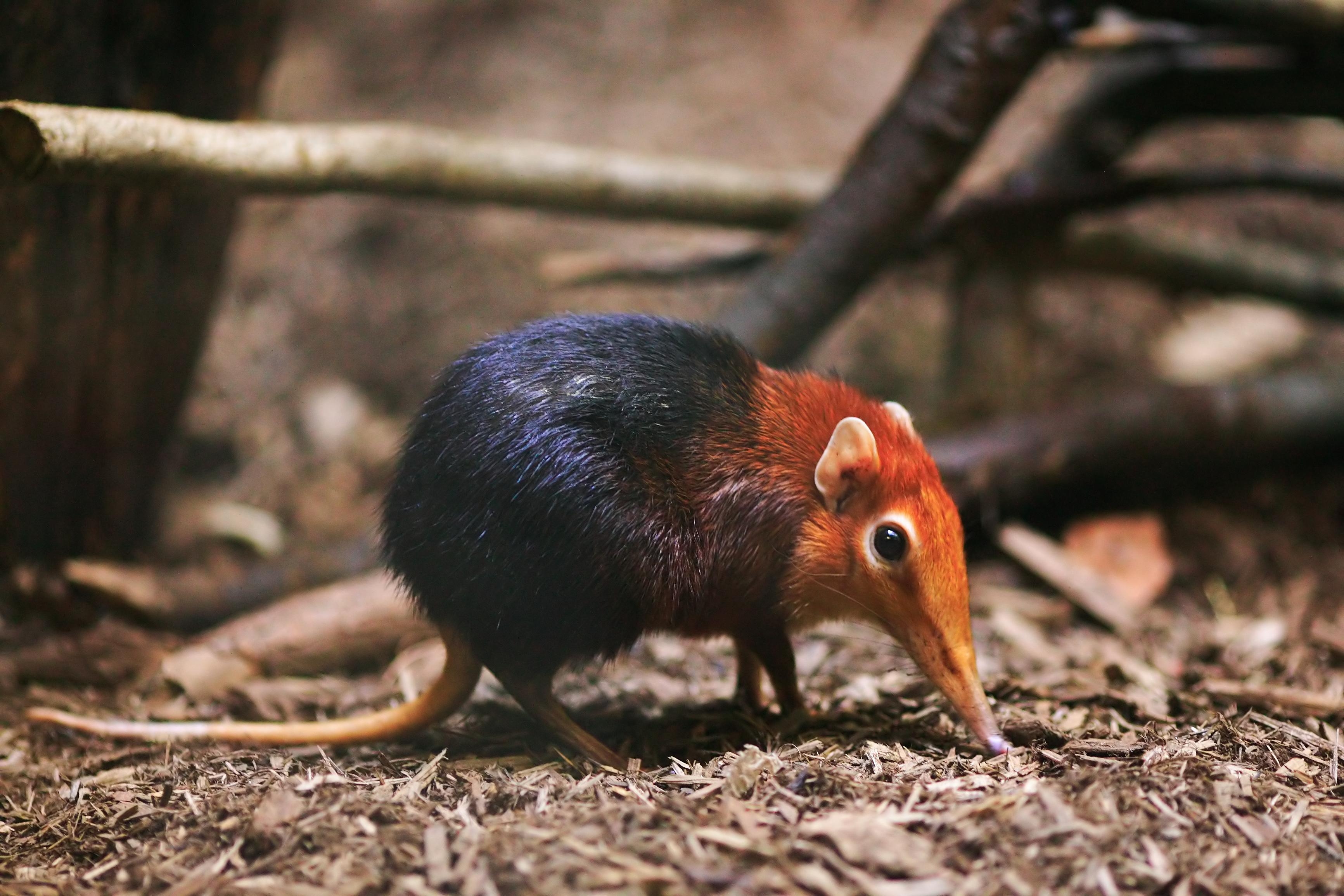 3470x2310 Elephant Shrew HD Wallpaper. Background Imagex2310, Desktop