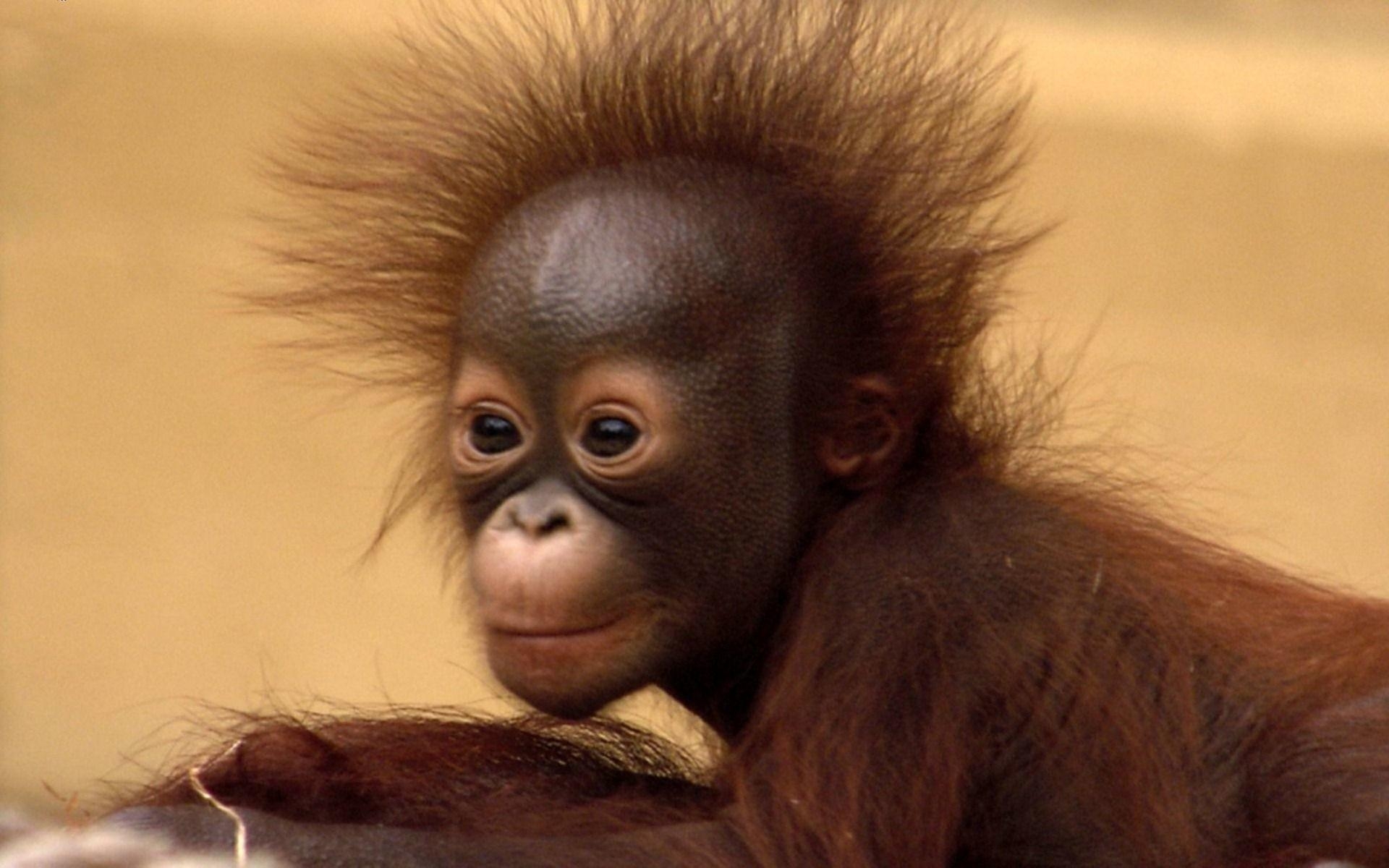 1920x1200 Baby Orangutan Wallpaper, Desktop