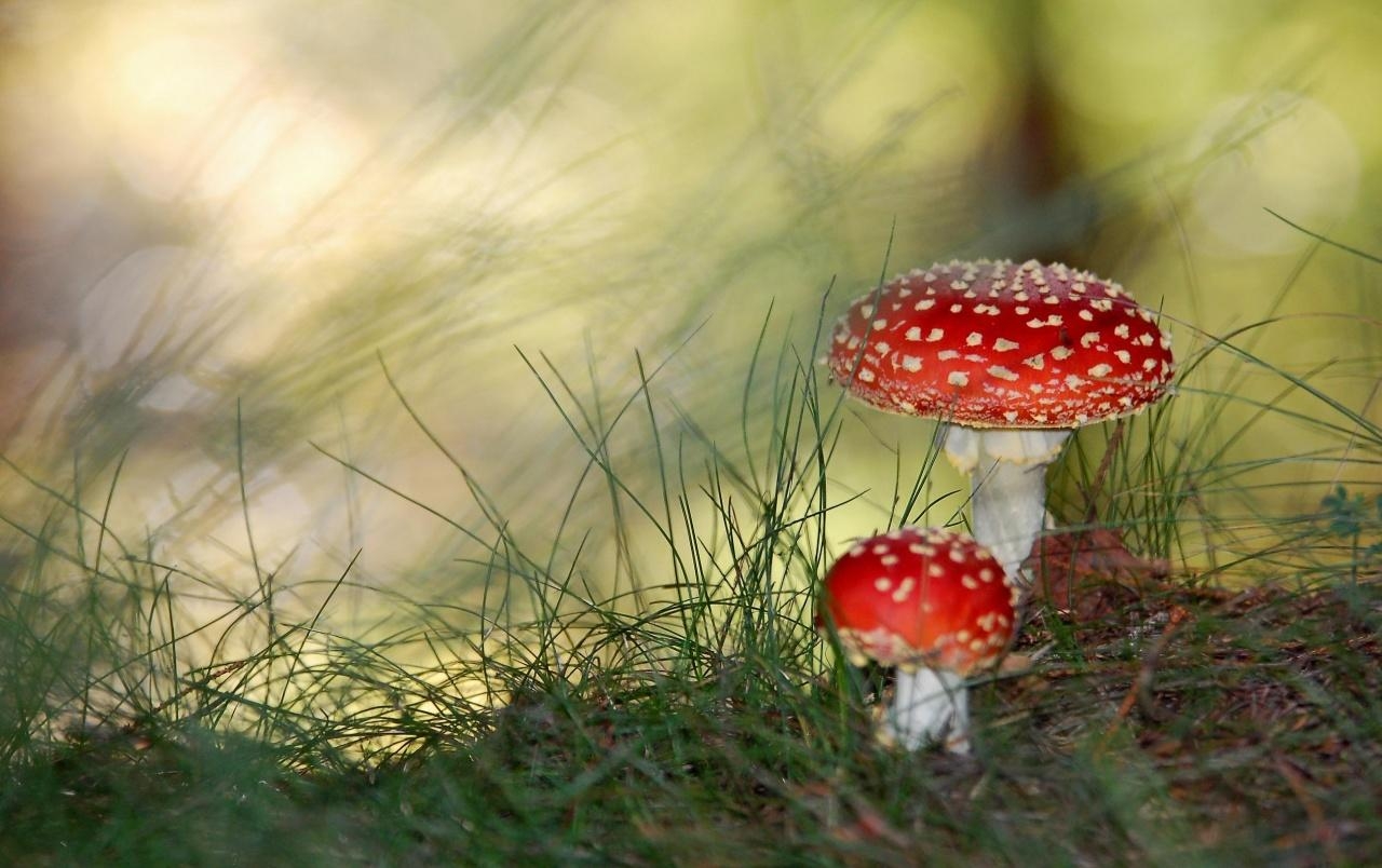 1280x810 Mushrooms wallpaper. Mushrooms, Desktop