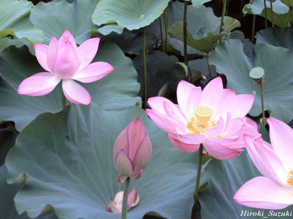 1030x770 Download Lotus Flower Wallpaper Desktop Background, Desktop