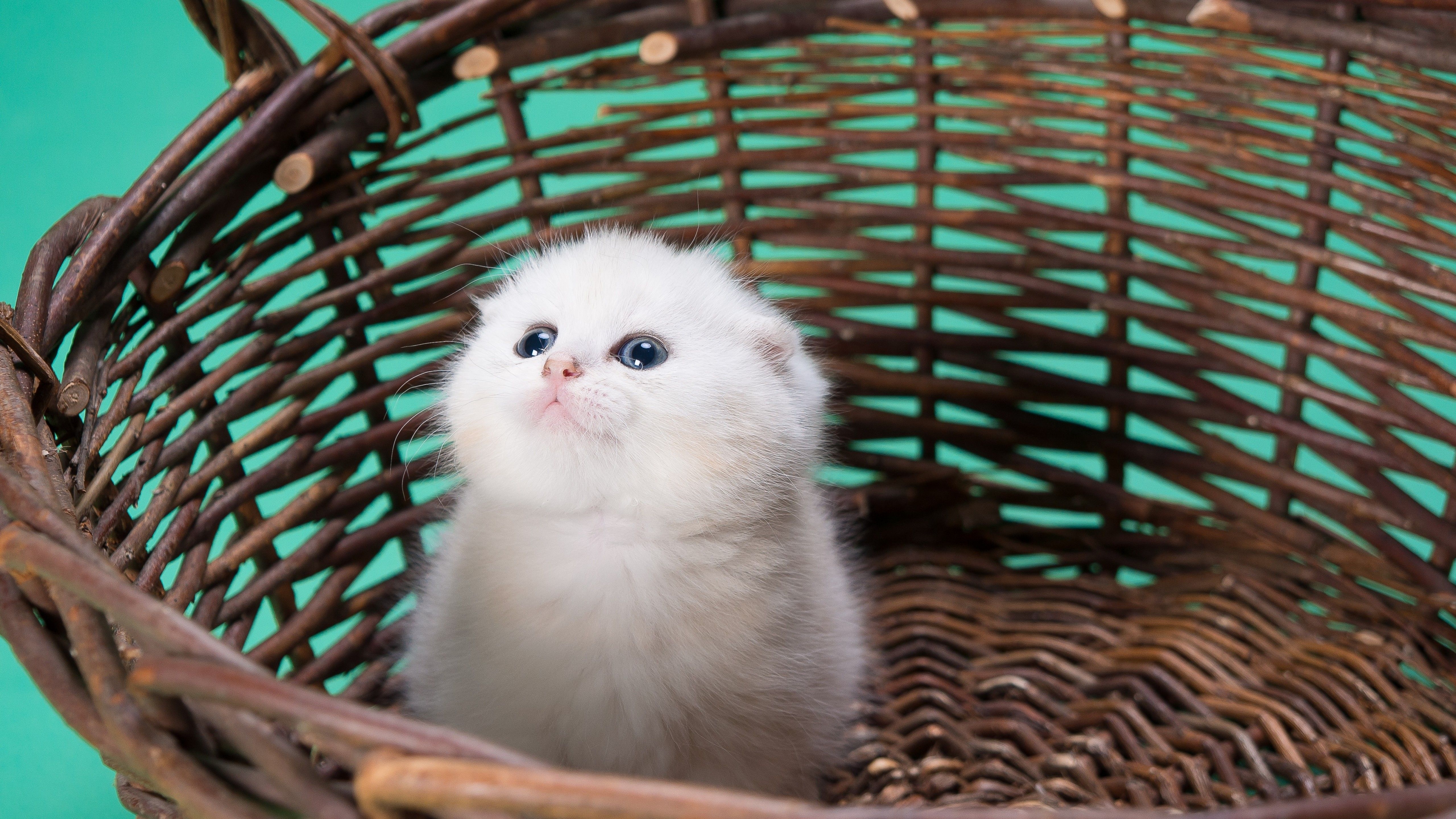 5120x2880 White cat 4K Wallpaper, Kitty, Basket, Puppy, Blue background, Pet, Cute Kitten, 5K, Animals, Desktop