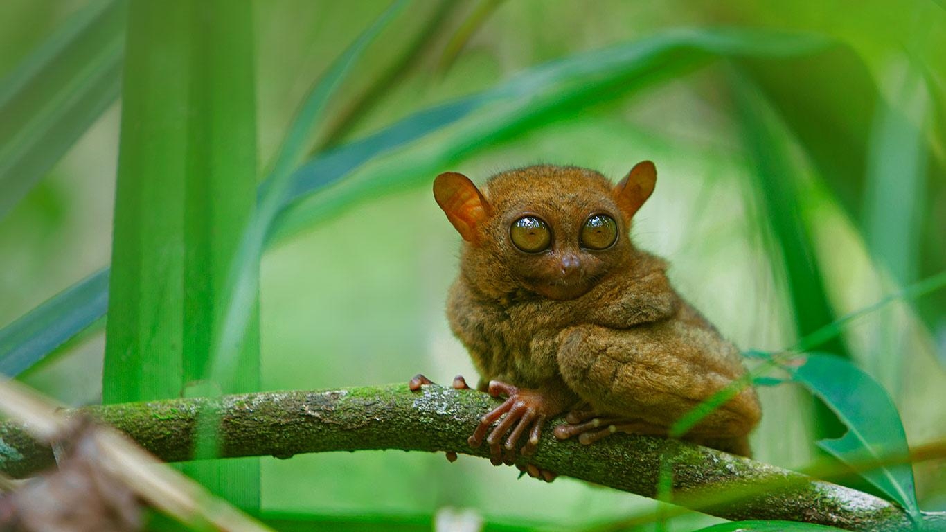 1370x770 A Tarsier At Rest, Bohol Island, Philippines © Deddeda Getty Image, Desktop