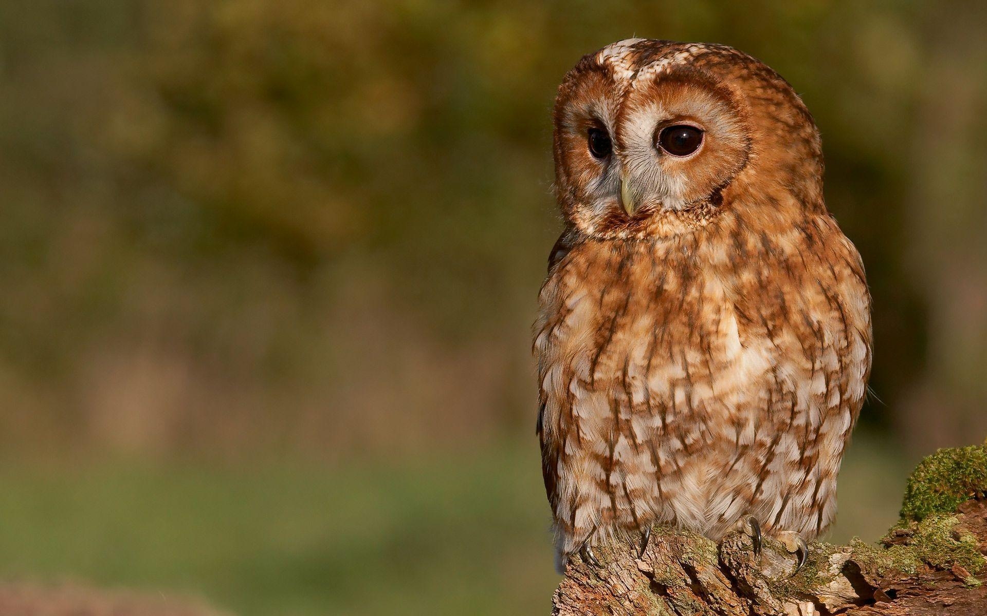 1920x1200 Tawny Owl Wallpaper, Desktop