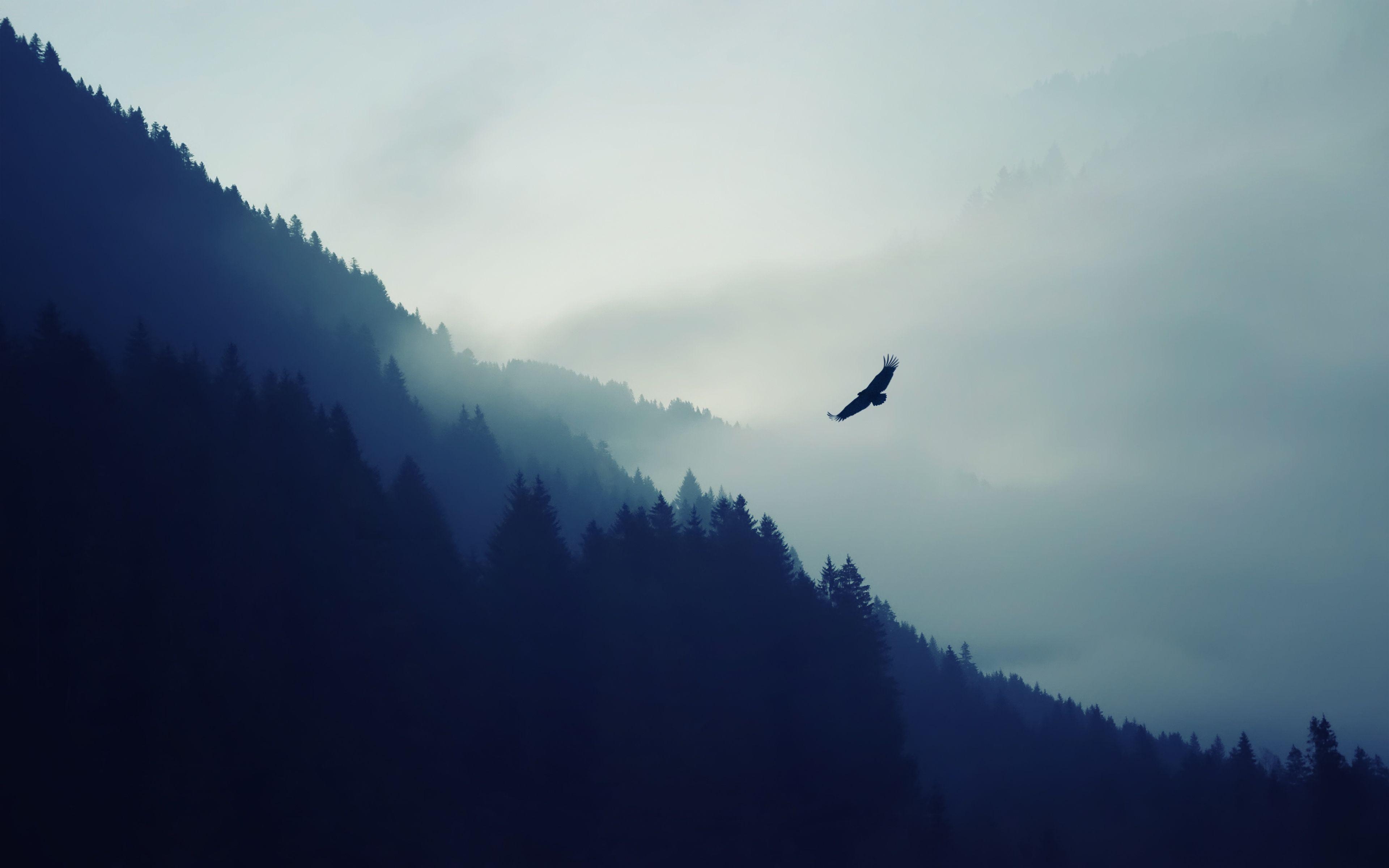 3840x2400 Eagle Flying Over Foggy Forest Wallpaperx2400, Desktop