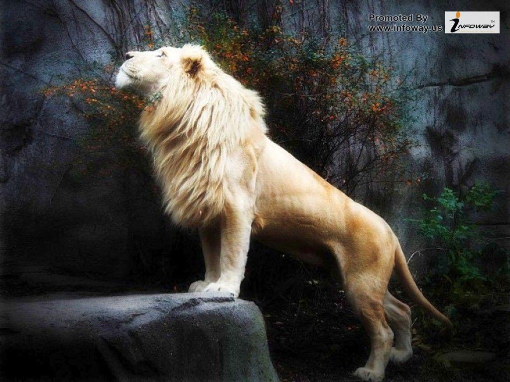 1030x770 White Lion Wallpaper, Desktop