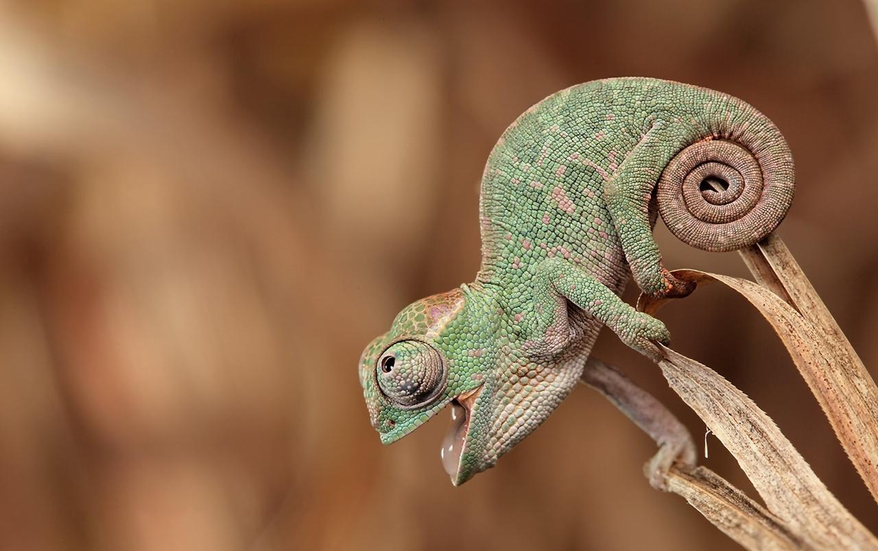 1280x810 Chameleon wallpaper. Chameleon, Desktop