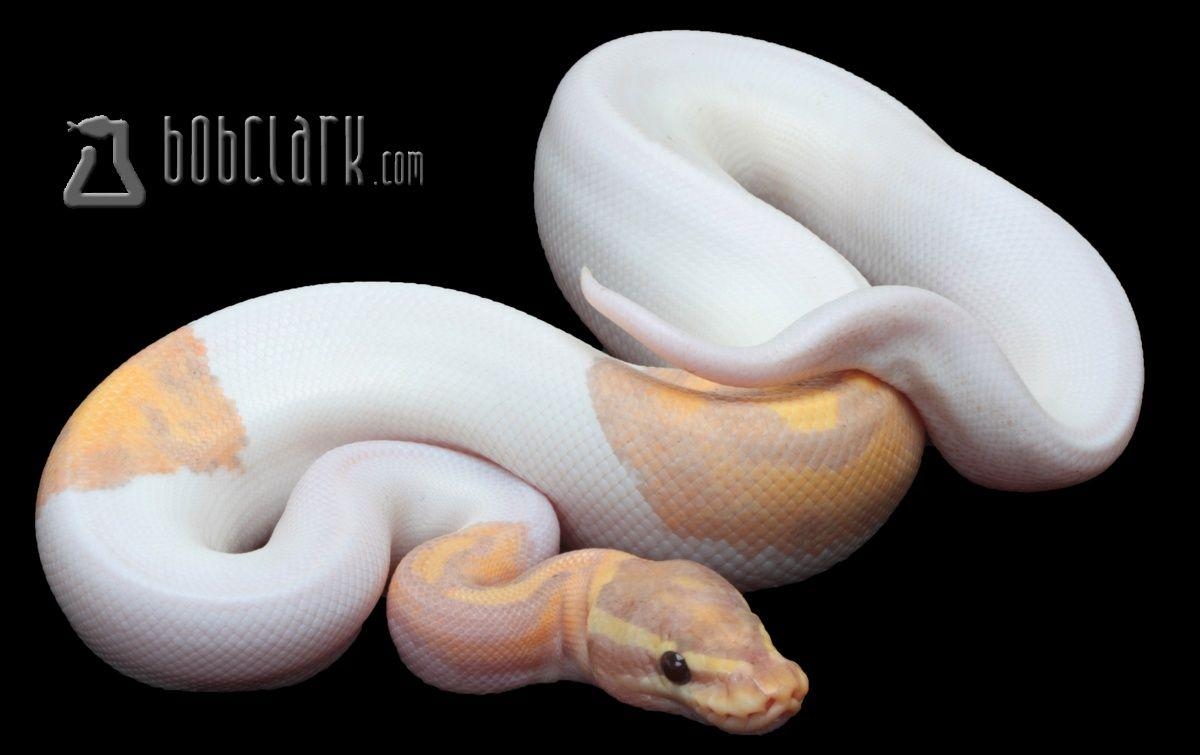 1200x760 Banana Pied Ball Python by Bob Clark Reptiles, Desktop