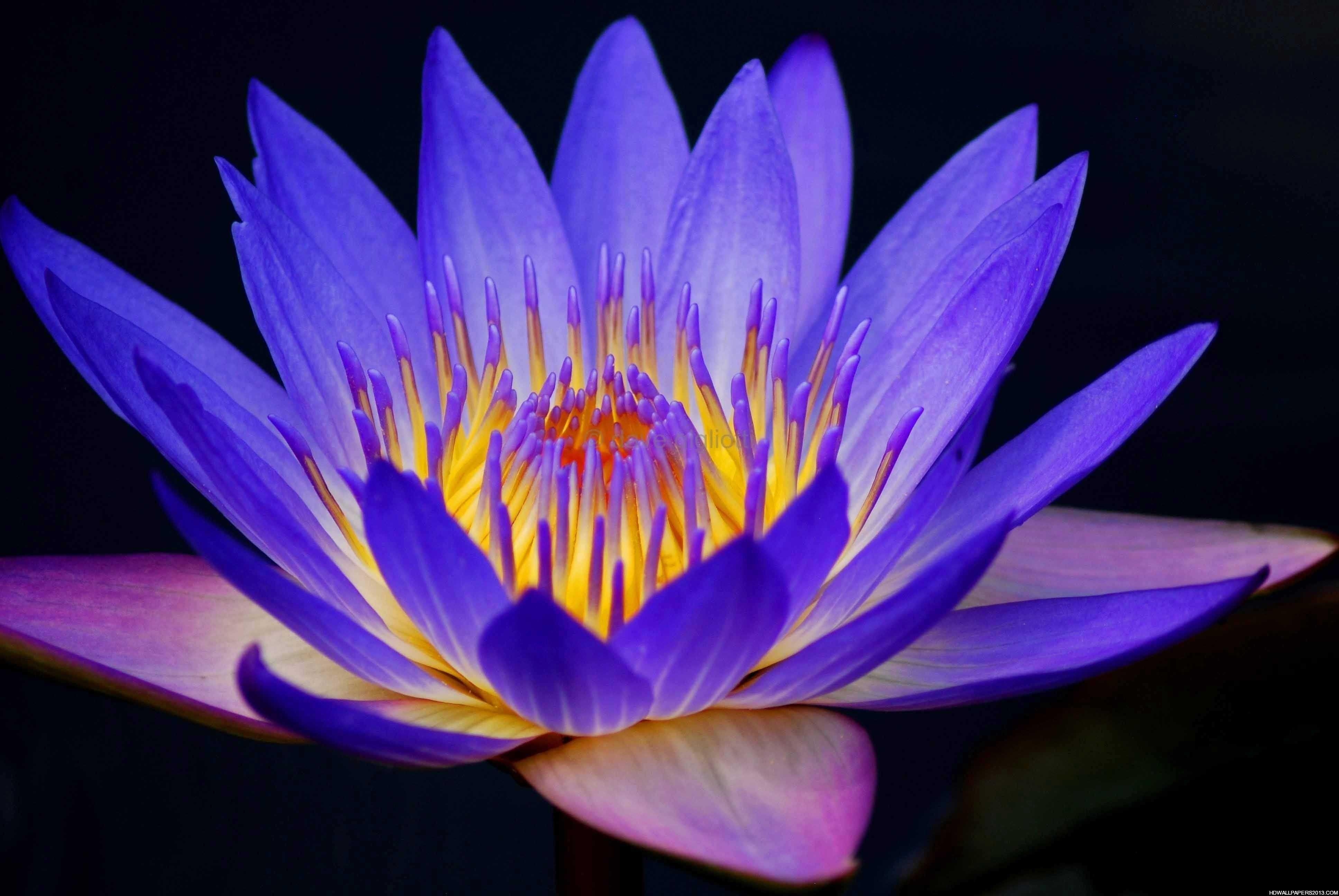 3880x2600 Wallpaper Of Background Purple Lotus Flower On Nature Beauty, Desktop