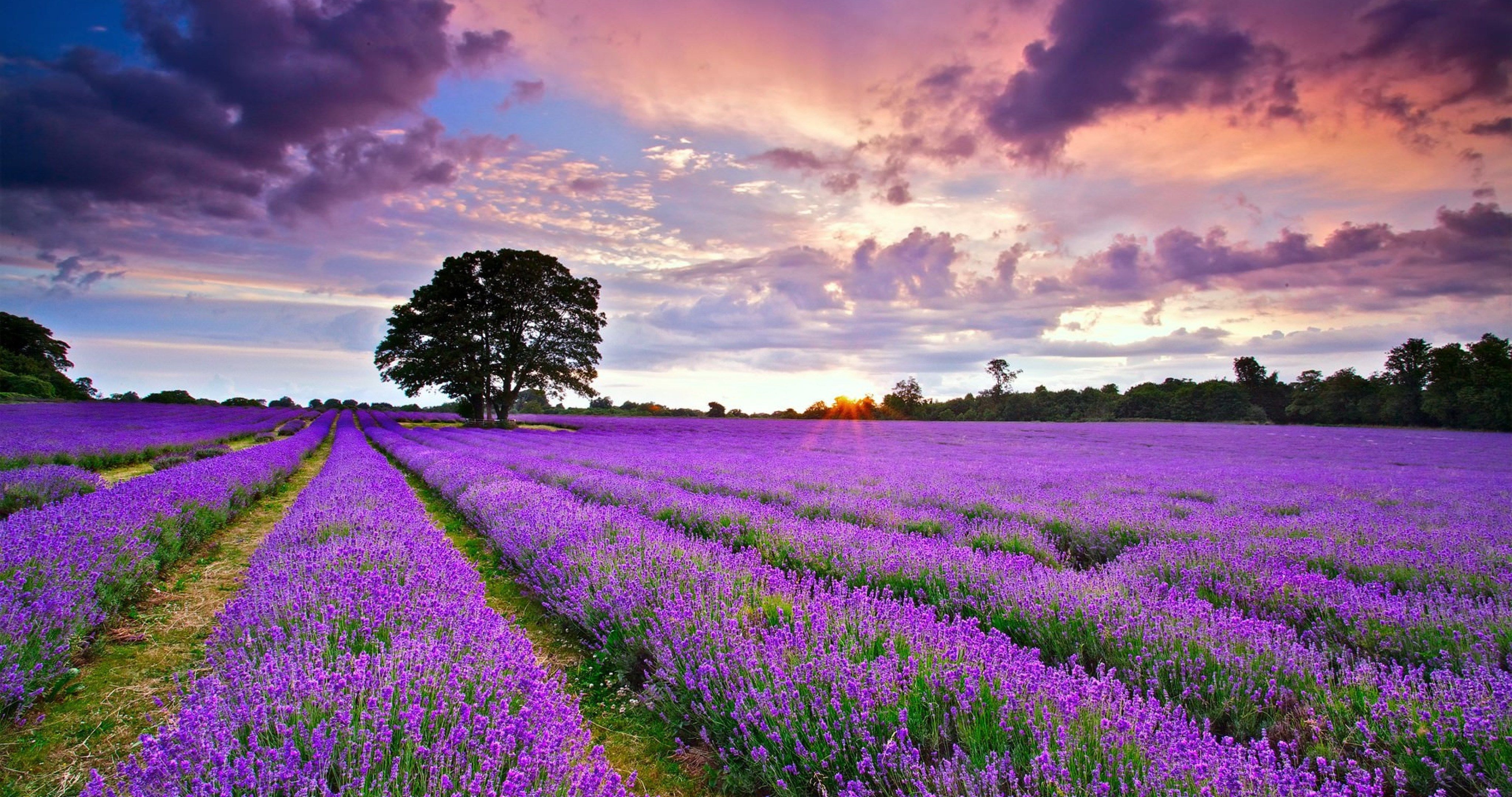 4100x2160 united kingdom lavender field 4k ultra HD wallpaper. Landscape wallpaper, Winter landscape photography, Pastel landscape, Desktop