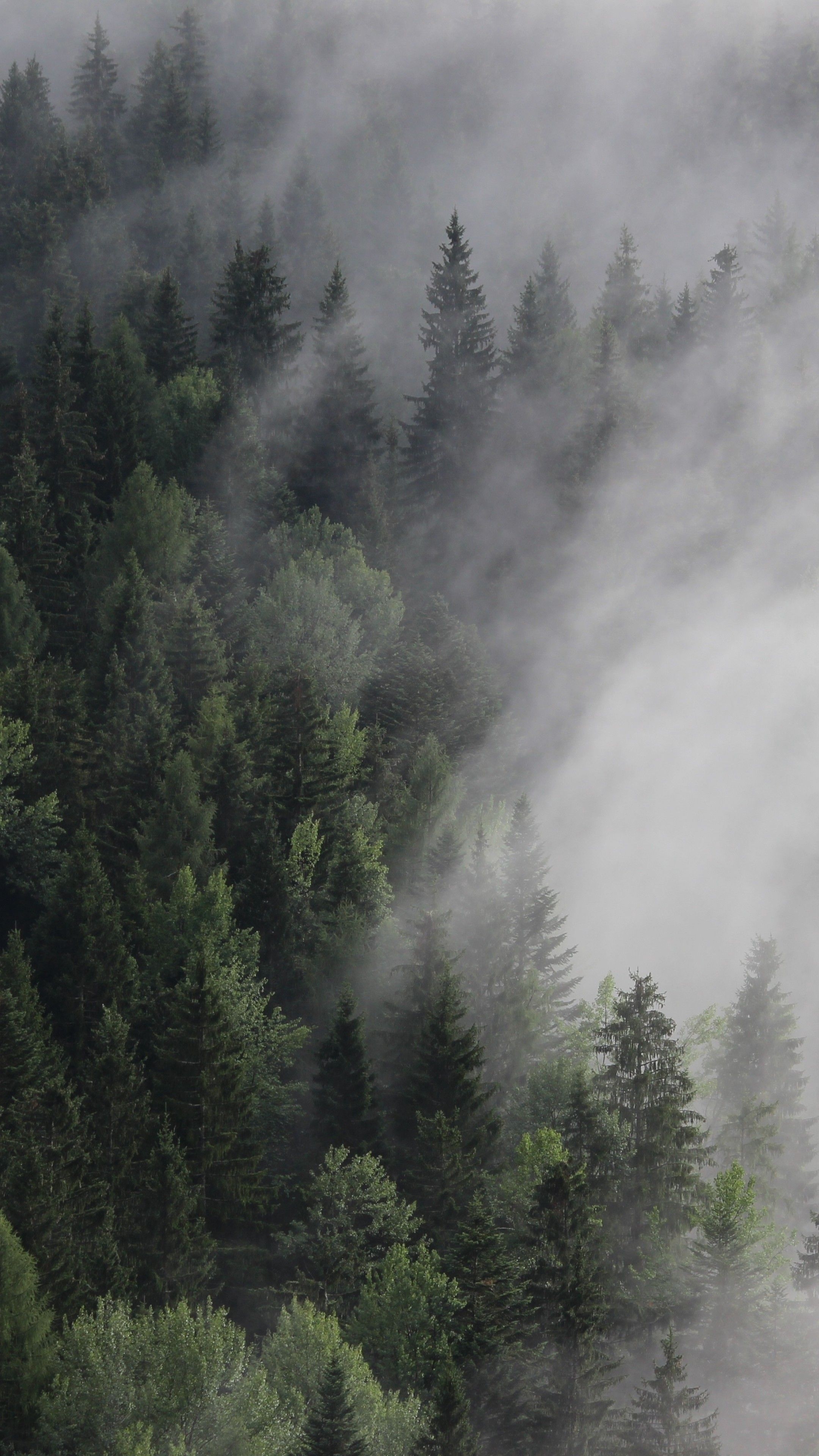 2160x3840 Wallpaper Austria, 4k, 5k wallpaper, 8k, forest, fog, mist, pines, Nature, Phone