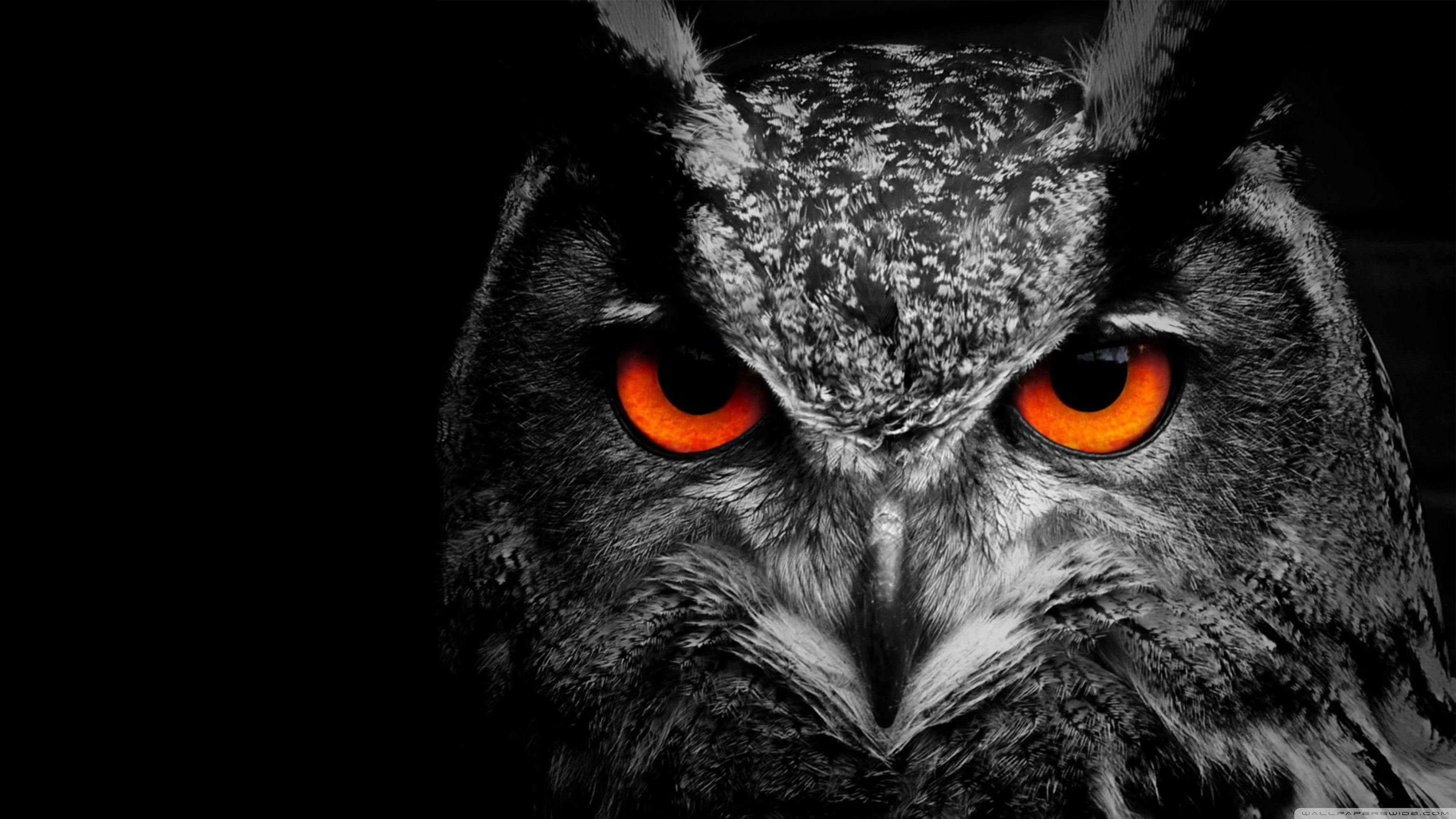 3560x2000 4K Owl Wallpaper Free 4K Owl Background, Desktop