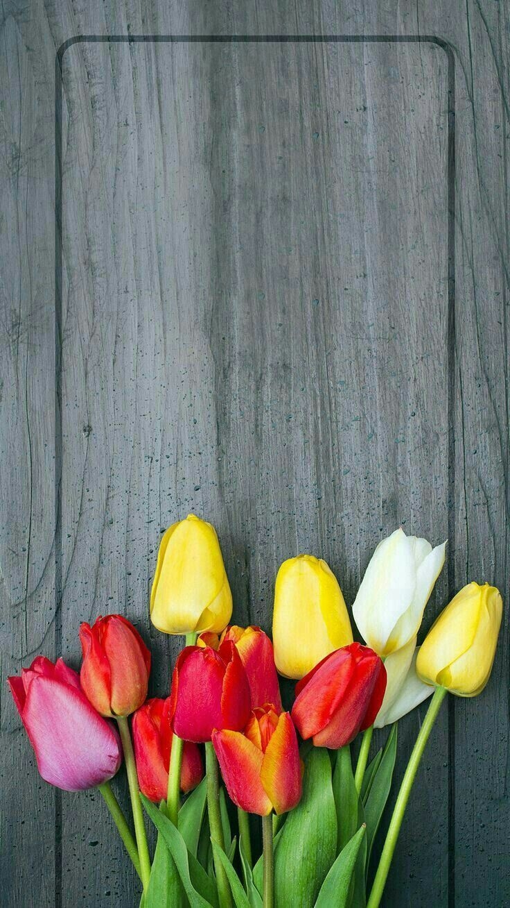 740x1310 Tulips wallpaper. Spring wallpaper, Flowery wallpaper, Flower, Phone