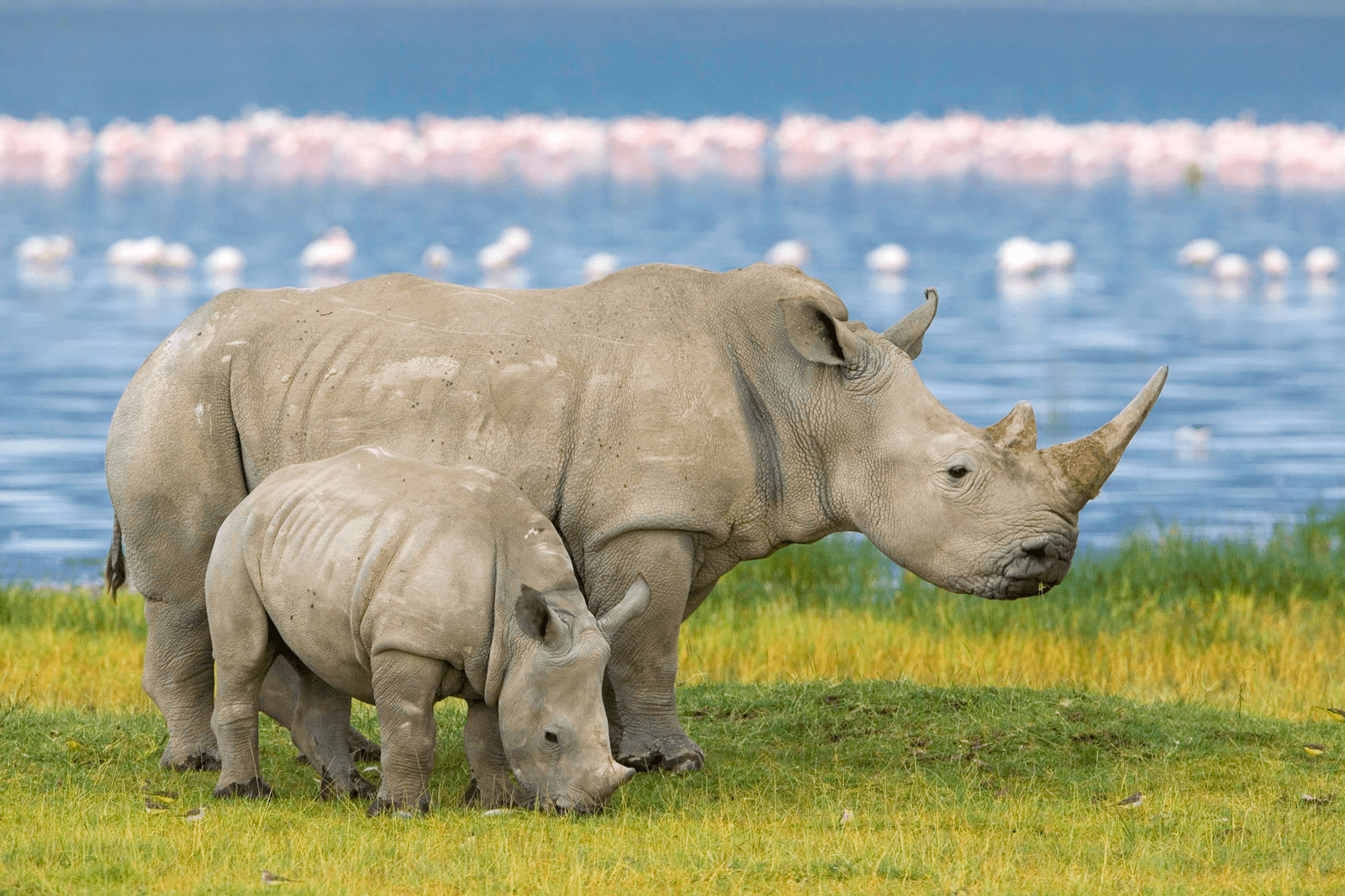 1600x1070 white rhinoceros picture, Desktop