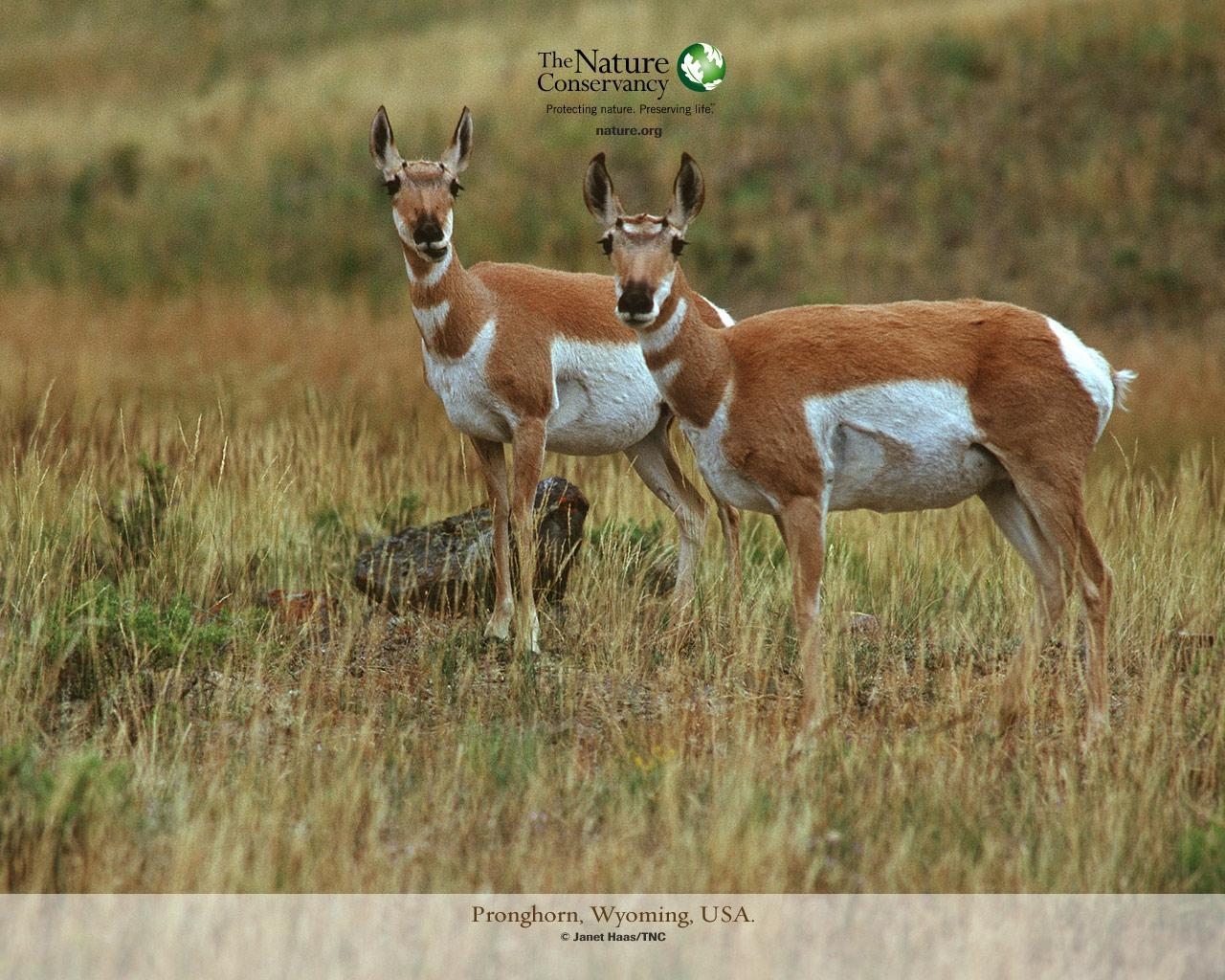 1280x1030 Desktop Wallpaper Antelope Artiodactyl animal, Desktop