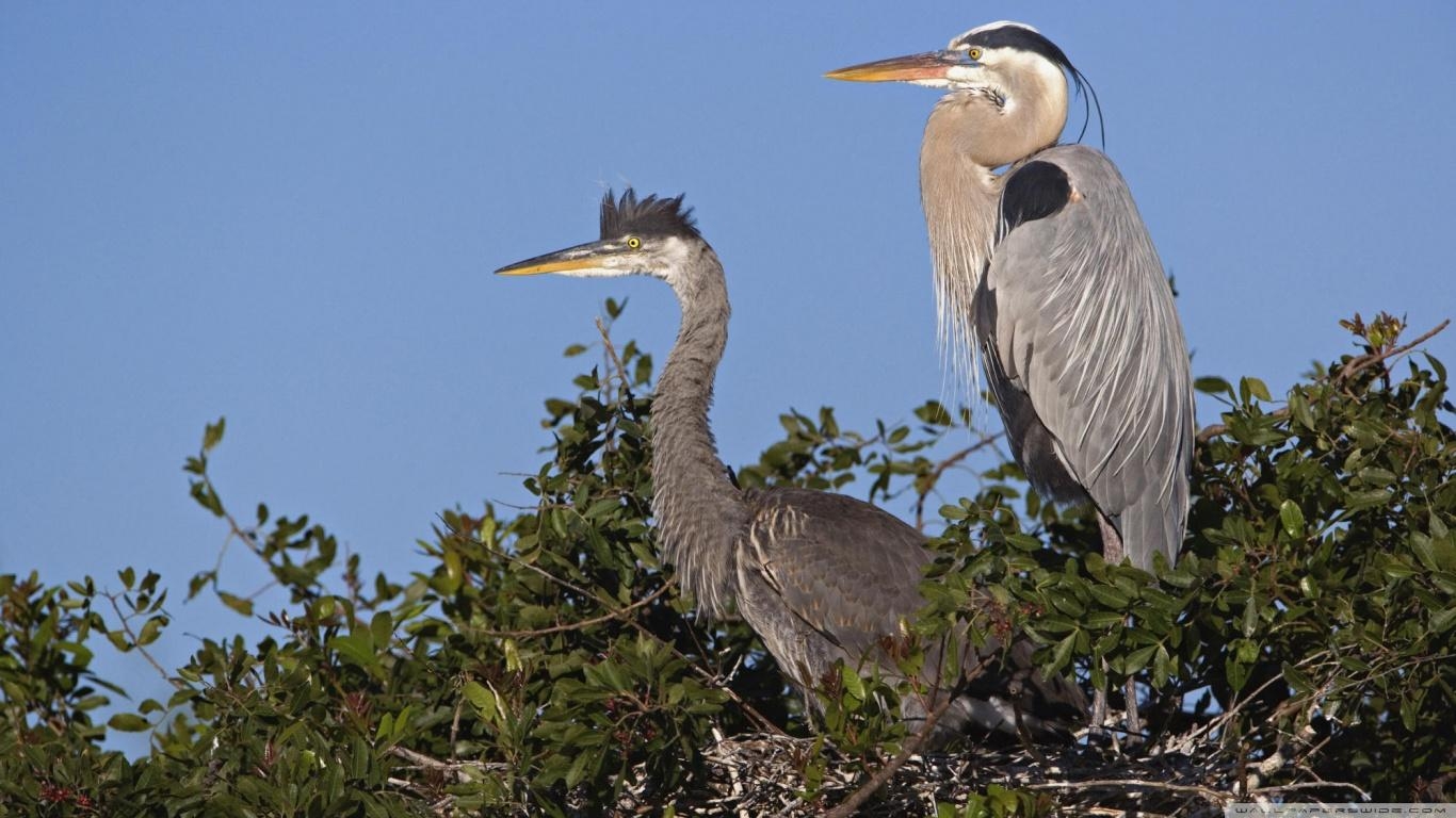 1370x770 Great Blue Heron Bird HD Wallpaper, Desktop