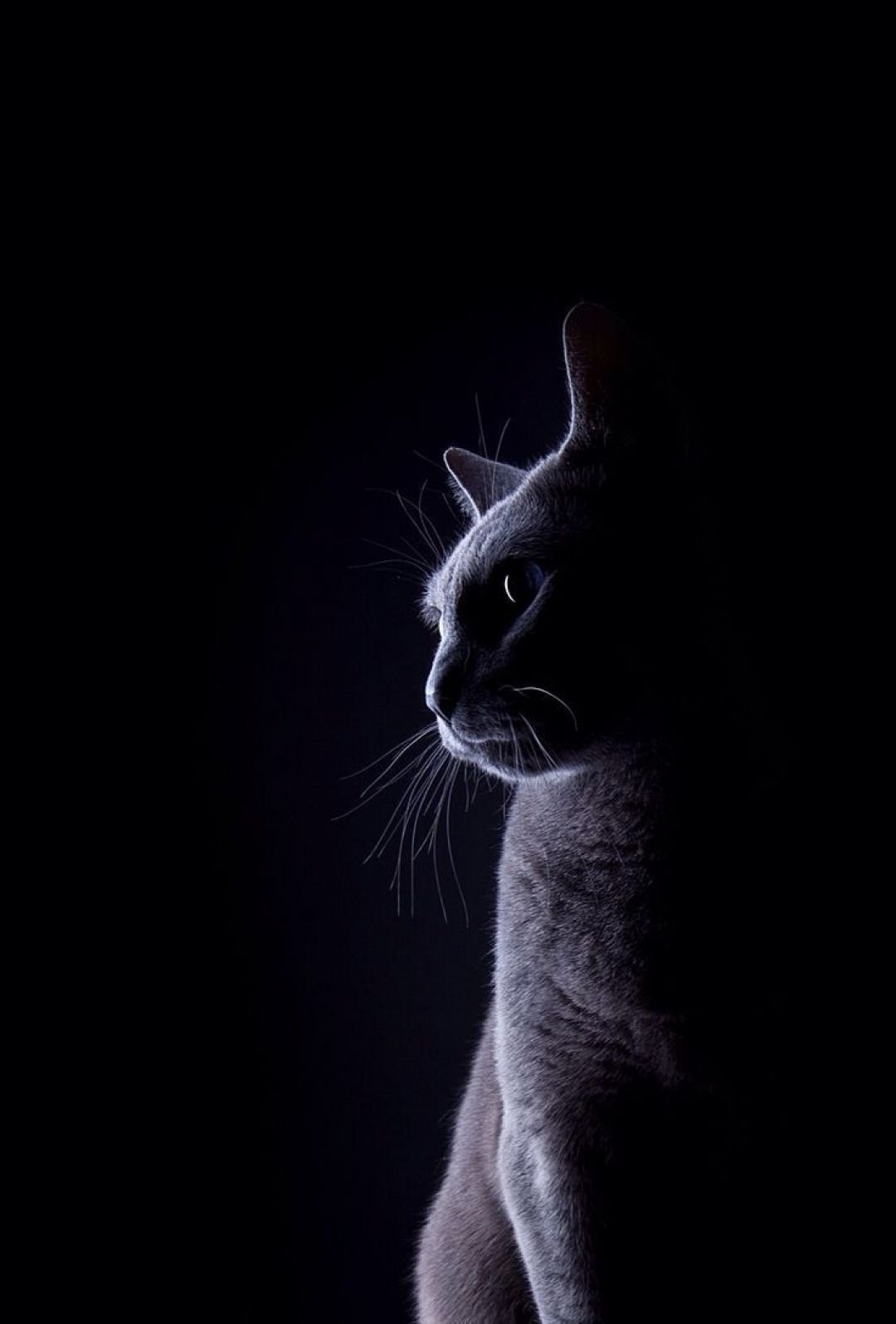 1080x1600 Cat Phone, iPhone, Desktop HD Background / Wallpaper (1080p, 4k) () (2021), Phone