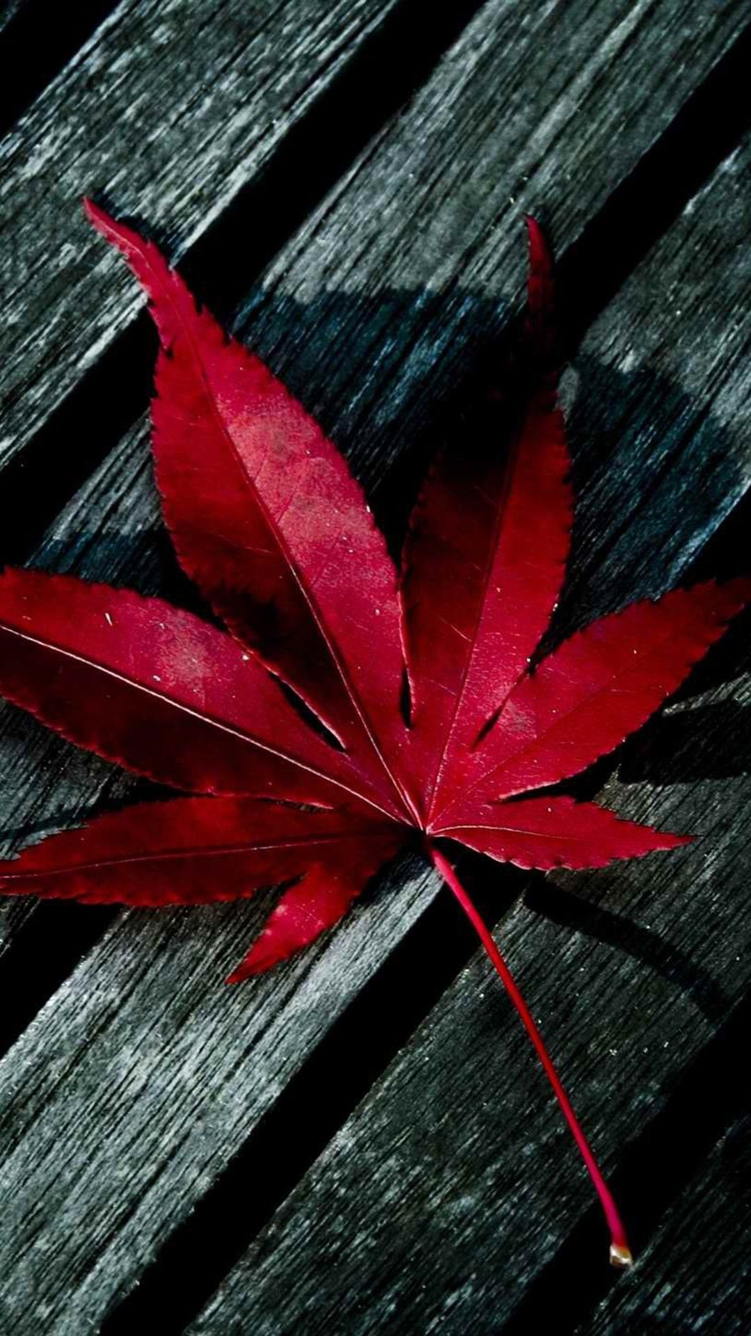 1080x1920 Leaves Maple- iPhone wallpaper, Phone