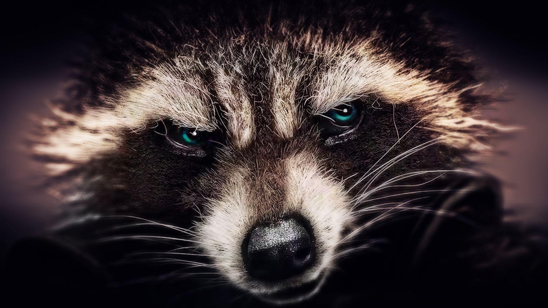 1920x1080 Raccoon Wallpaper, Best Raccoon Wallpaper in High Quality, Desktop